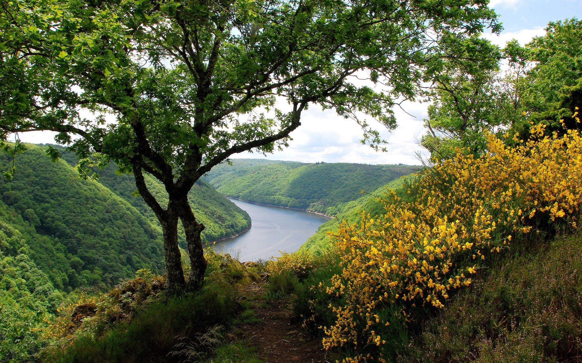 River valley with trees and yellow flowers HD Wallpaper