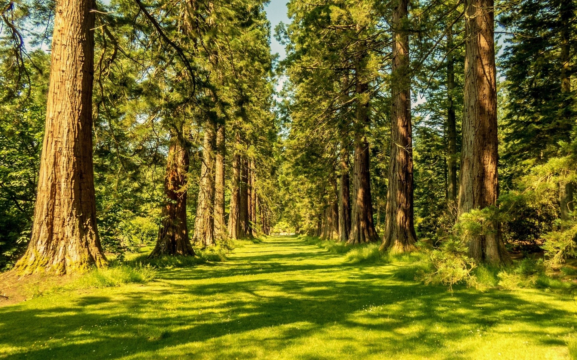A sunlit path through a redwood forest HD Wallpaper