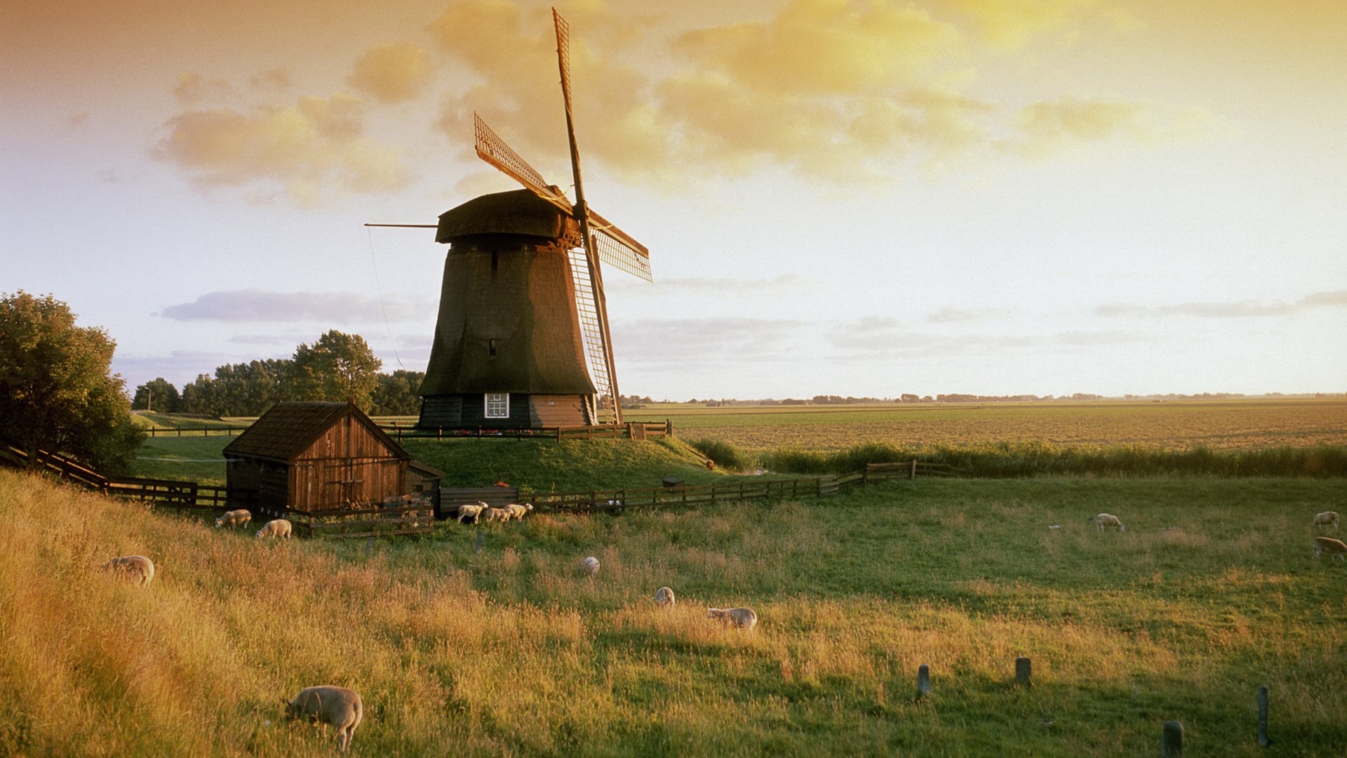 Windmill and sheep in a field at sunset HD Wallpaper