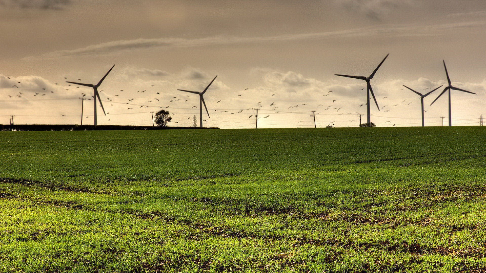 Wind turbines in a field with birds flying HD Wallpaper