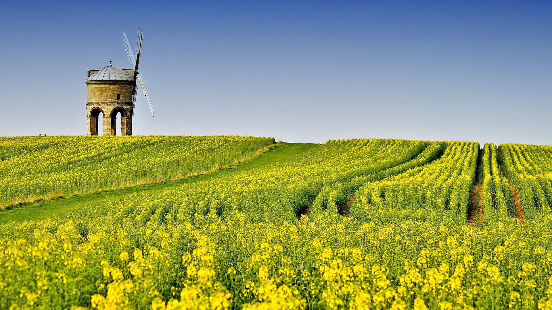Chesterton Windmill in a field of yellow flowers HD Wallpaper