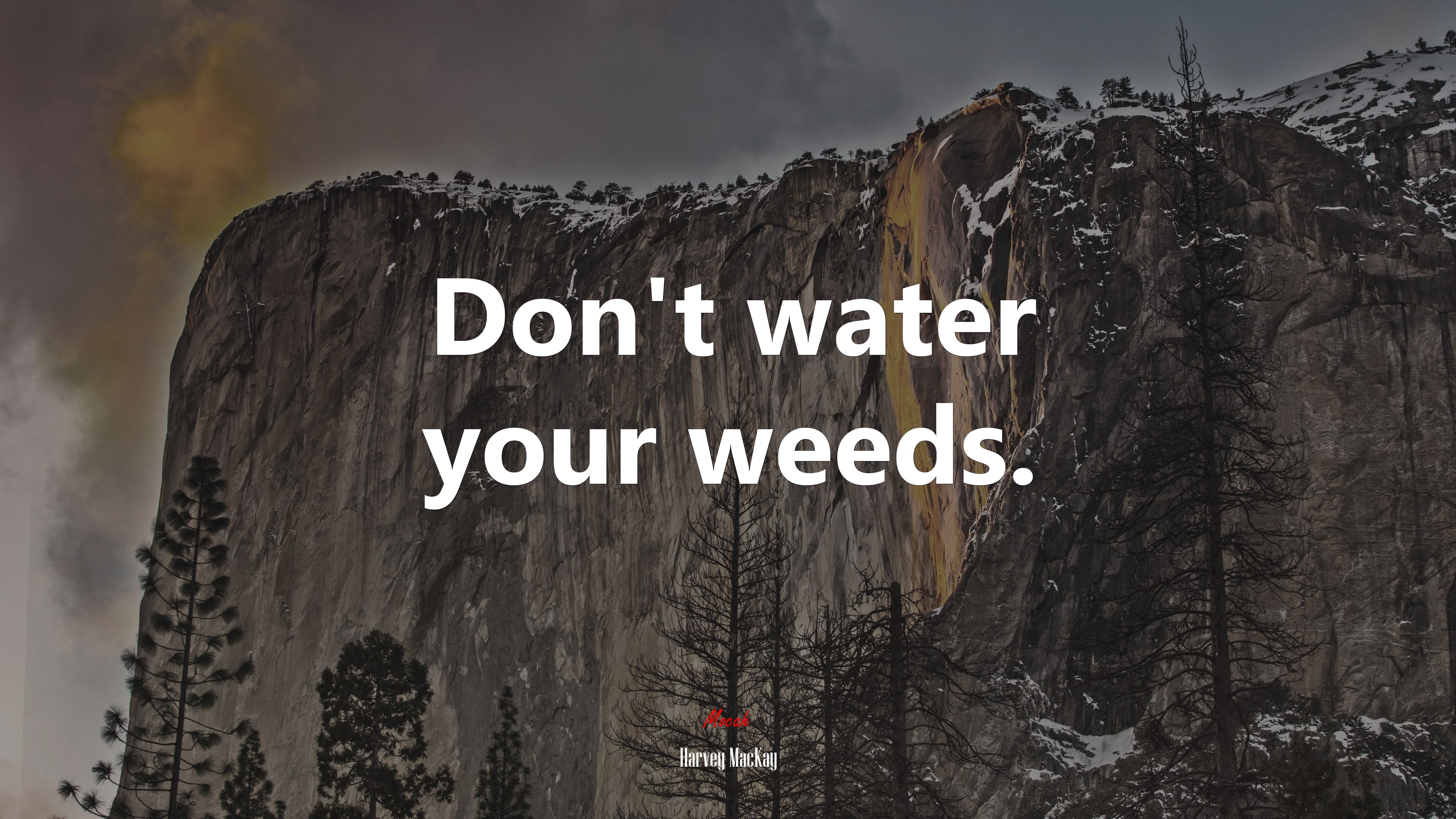 Don’t water your weeds. | Harvey MacKay quote HD Wallpaper