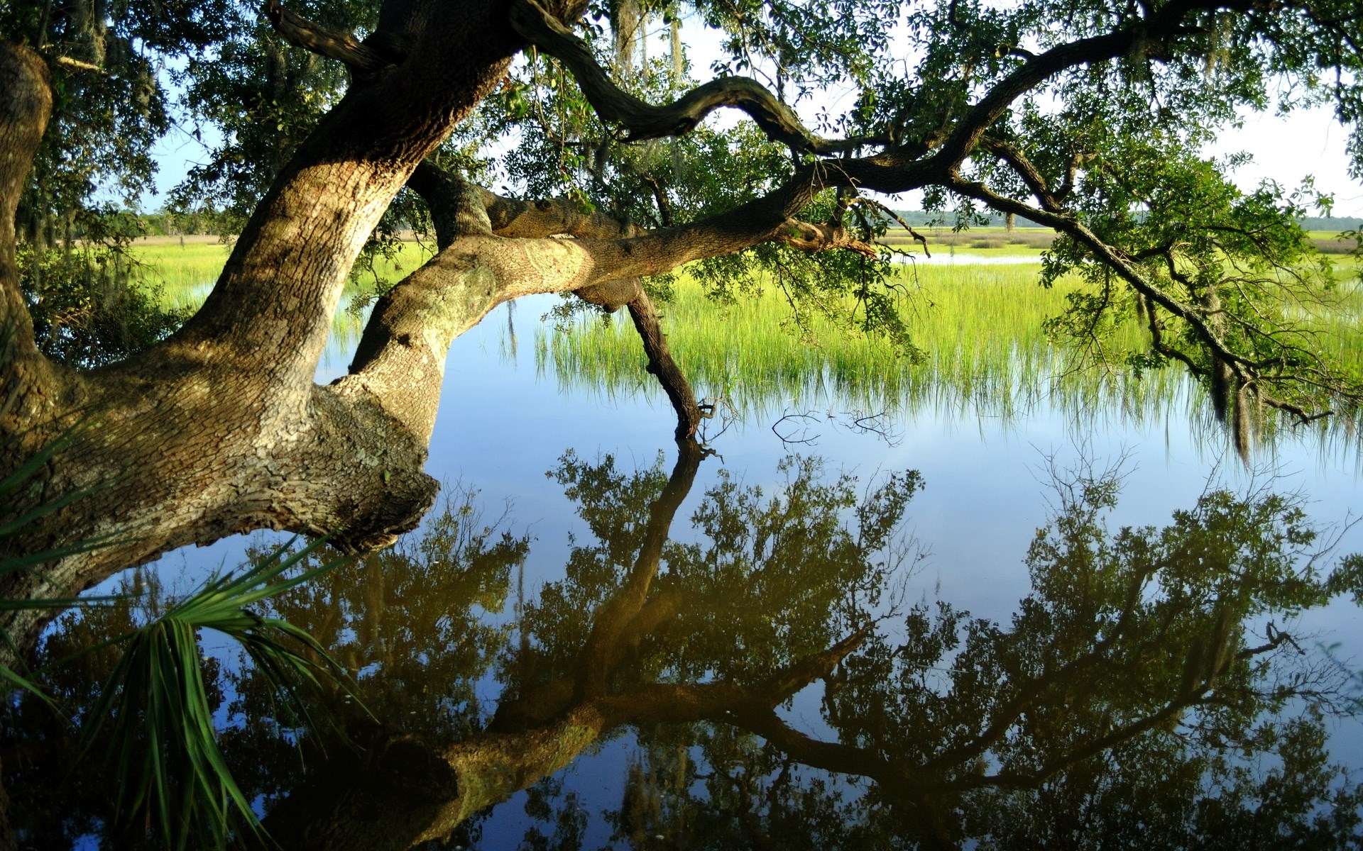 Tree branches over a marsh and water reflection HD Wallpaper