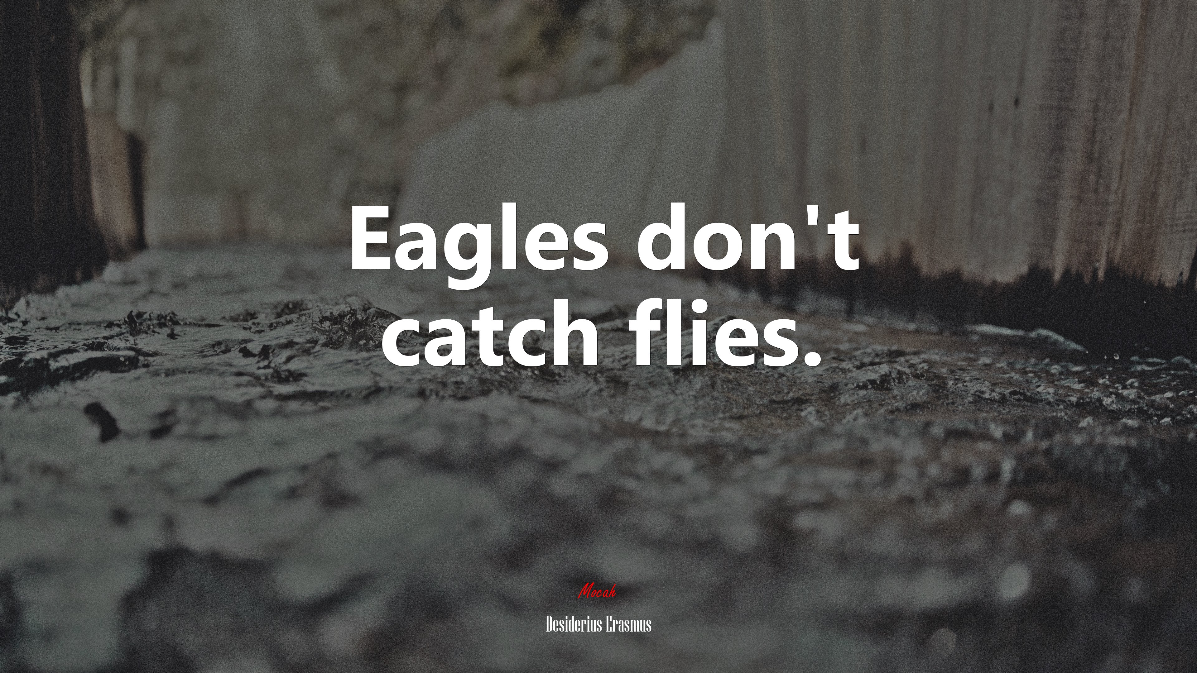 Eagles don’t catch flies. | Desiderius Erasmus quote HD Wallpaper