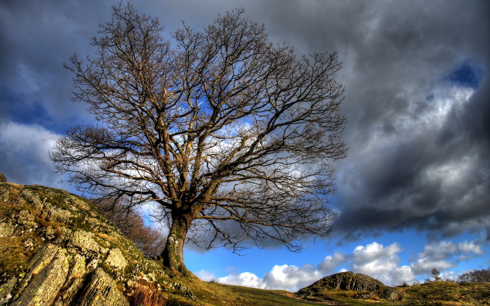 Bare tree on a rocky hill under stormy clouds HD Wallpaper