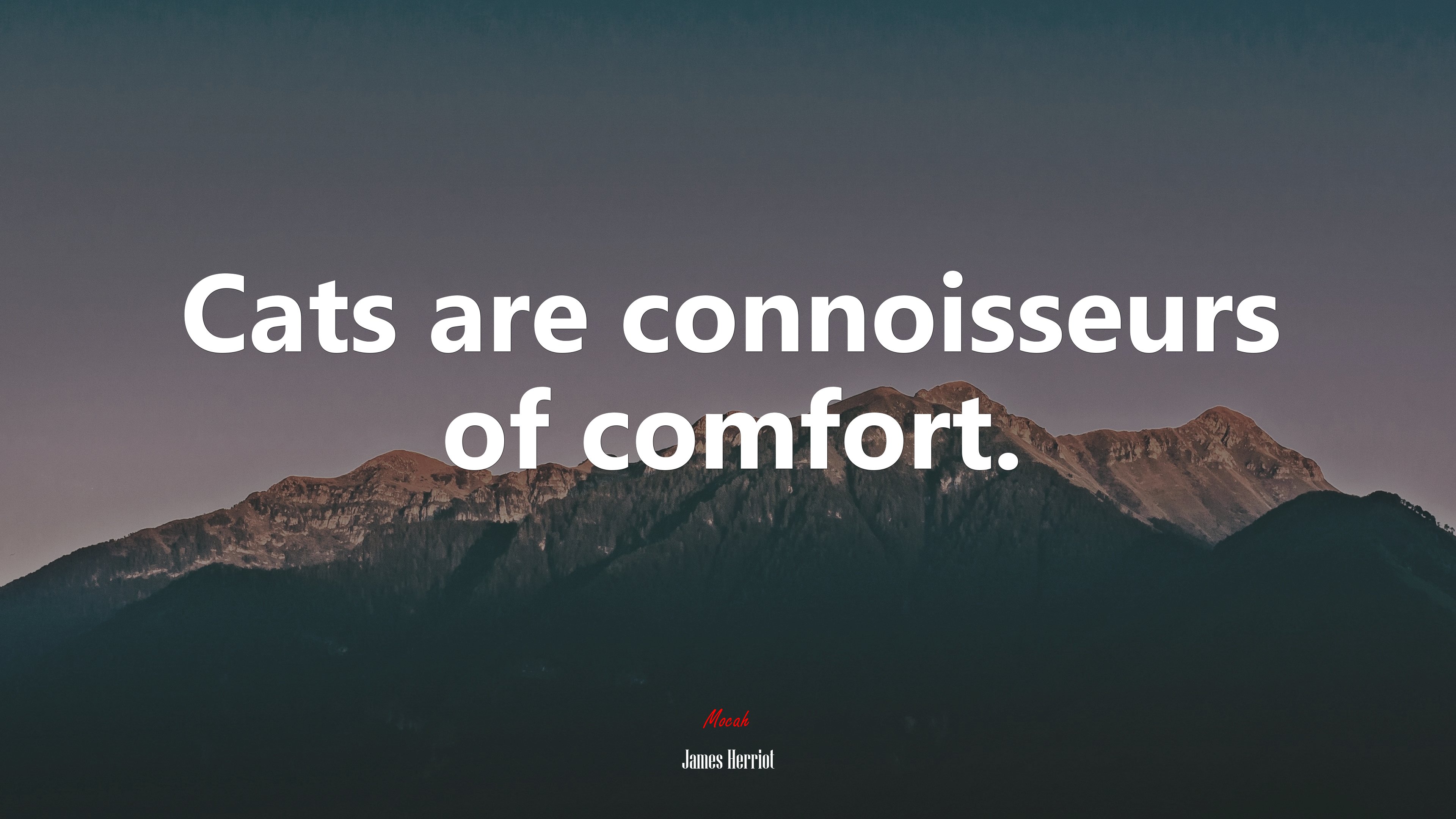 Cats are connoisseurs of comfort. | James Herriot quote HD Wallpaper
