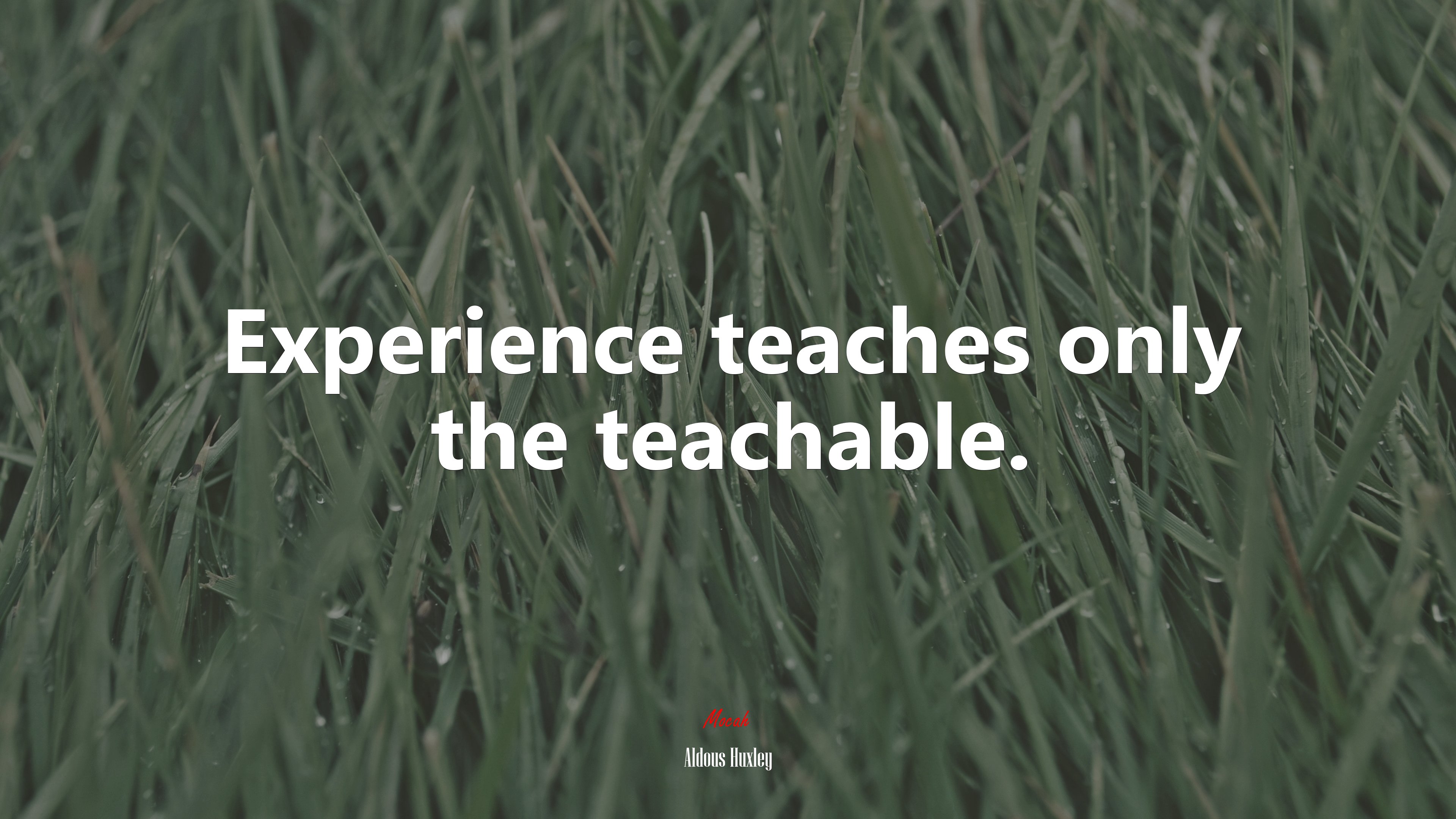 Experience teaches only the teachable. | Aldous Huxley quote HD Wallpaper