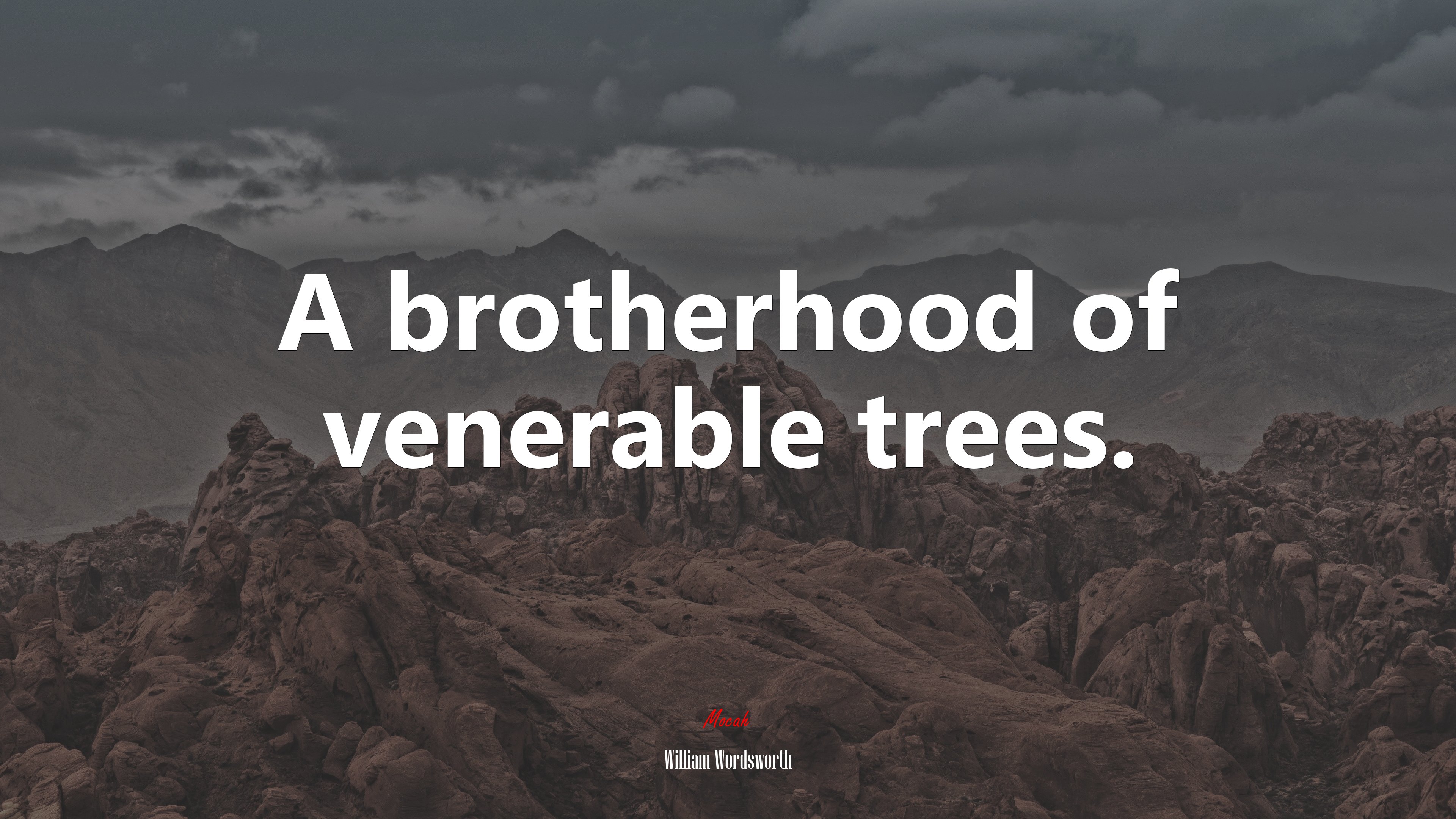 A brotherhood of venerable trees. | William Wordsworth quote HD Wallpaper