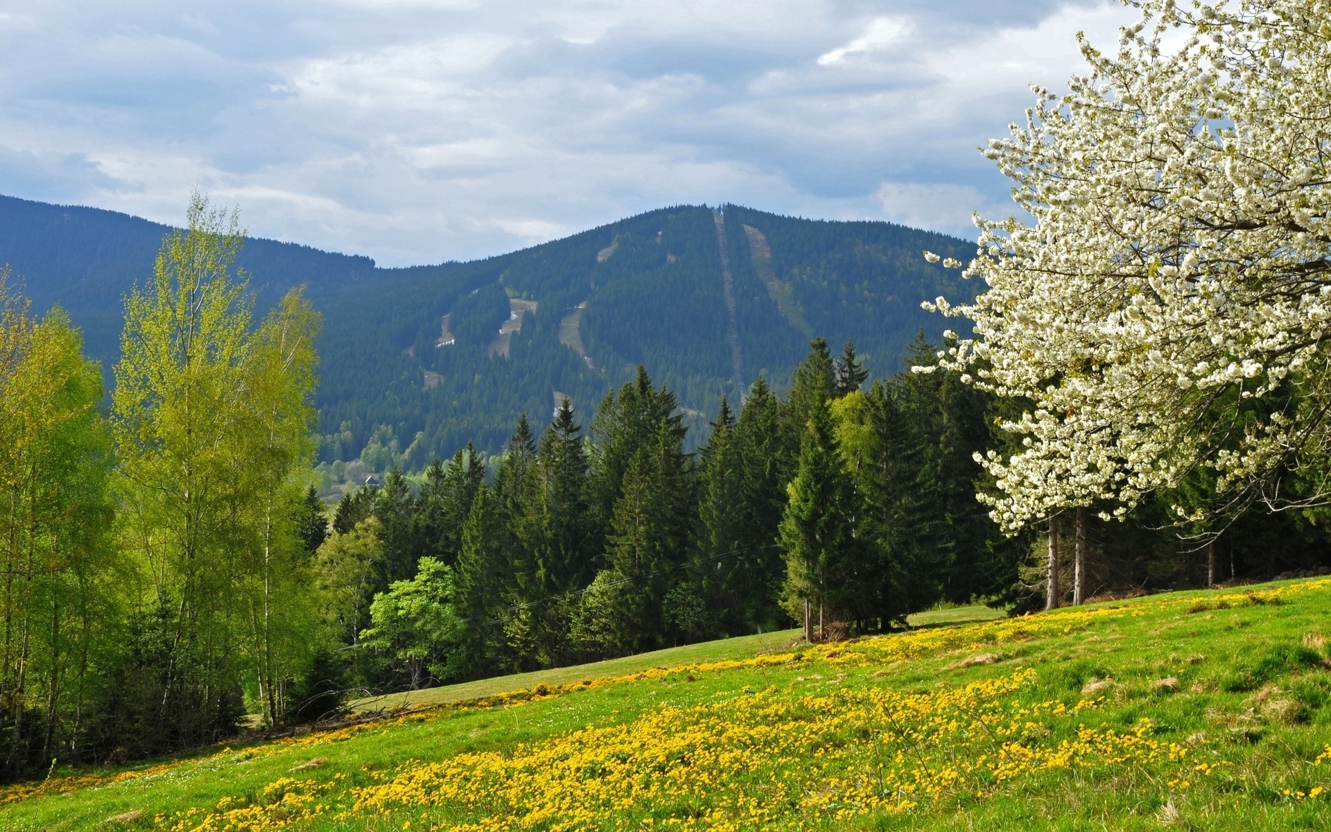 Mountain landscape with blooming tree and meadow HD Wallpaper