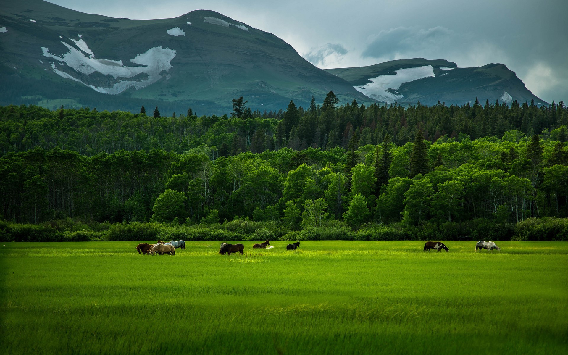 Horses grazing in a green field with mountains in the background HD Wallpaper