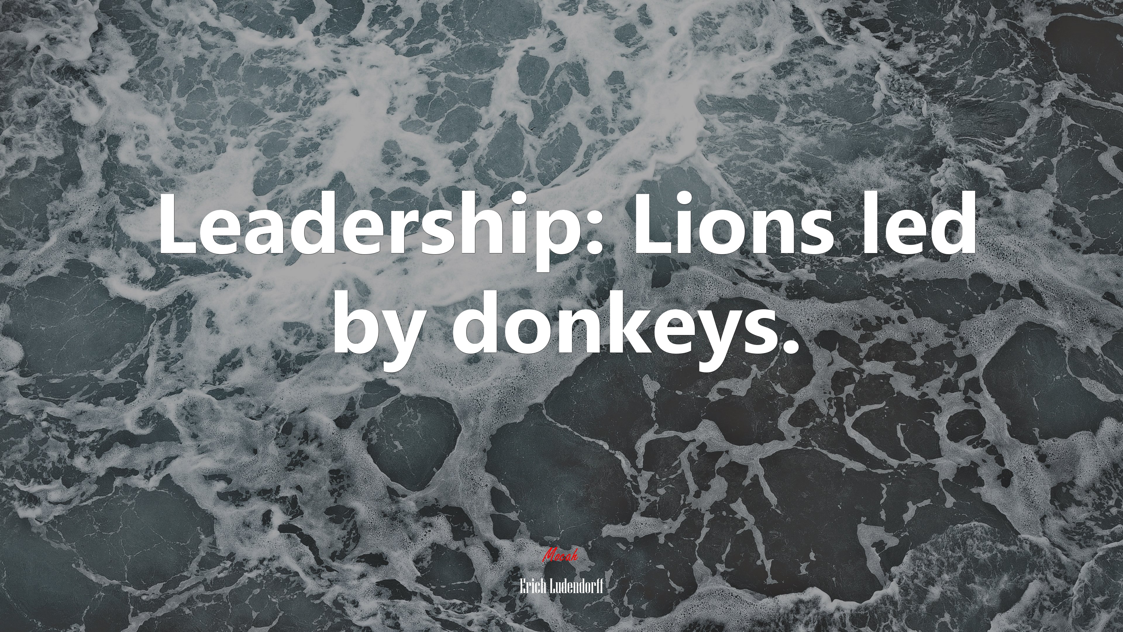 Leadership: Lions led by donkeys. | Erich Ludendorff quote HD Wallpaper