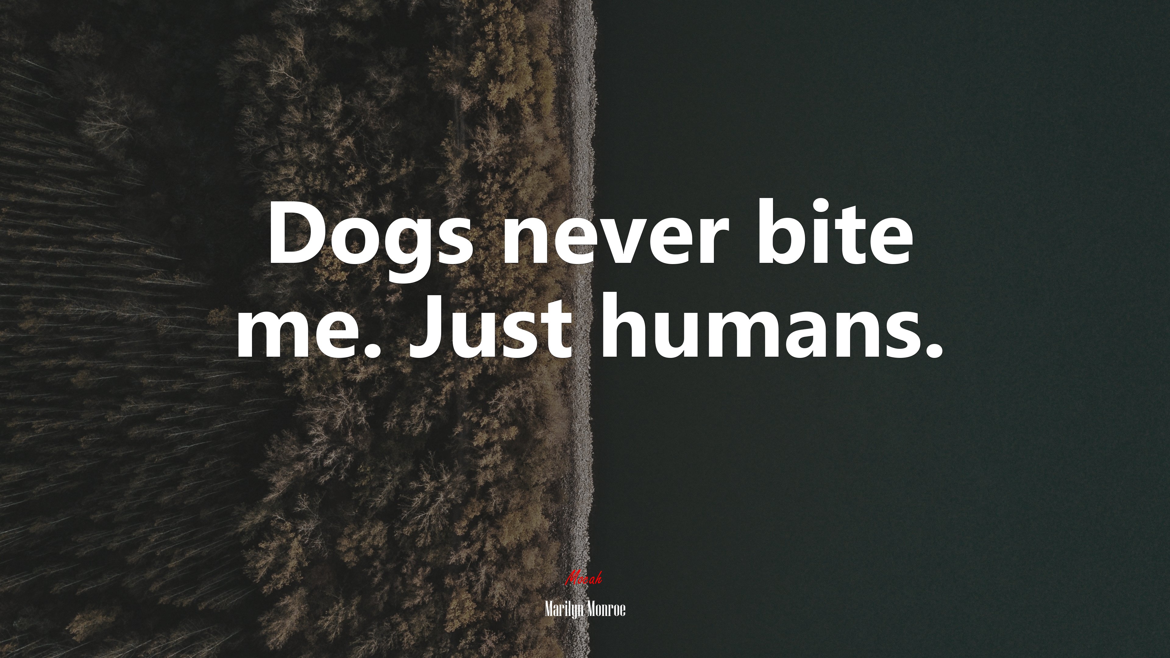 Dogs never bite me. Just humans. | Marilyn Monroe quote HD Wallpaper