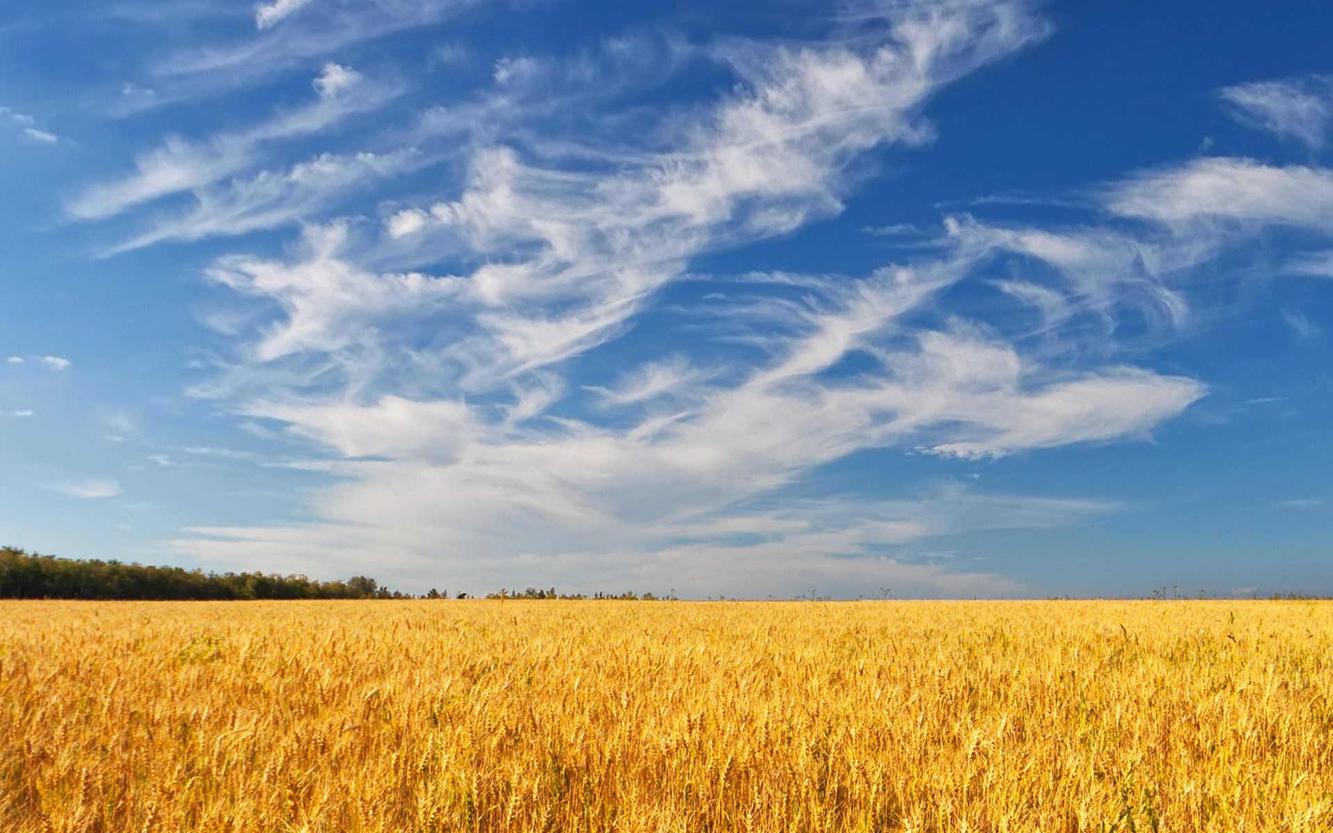 Golden wheat field under a blue sky with wispy clouds HD Wallpaper