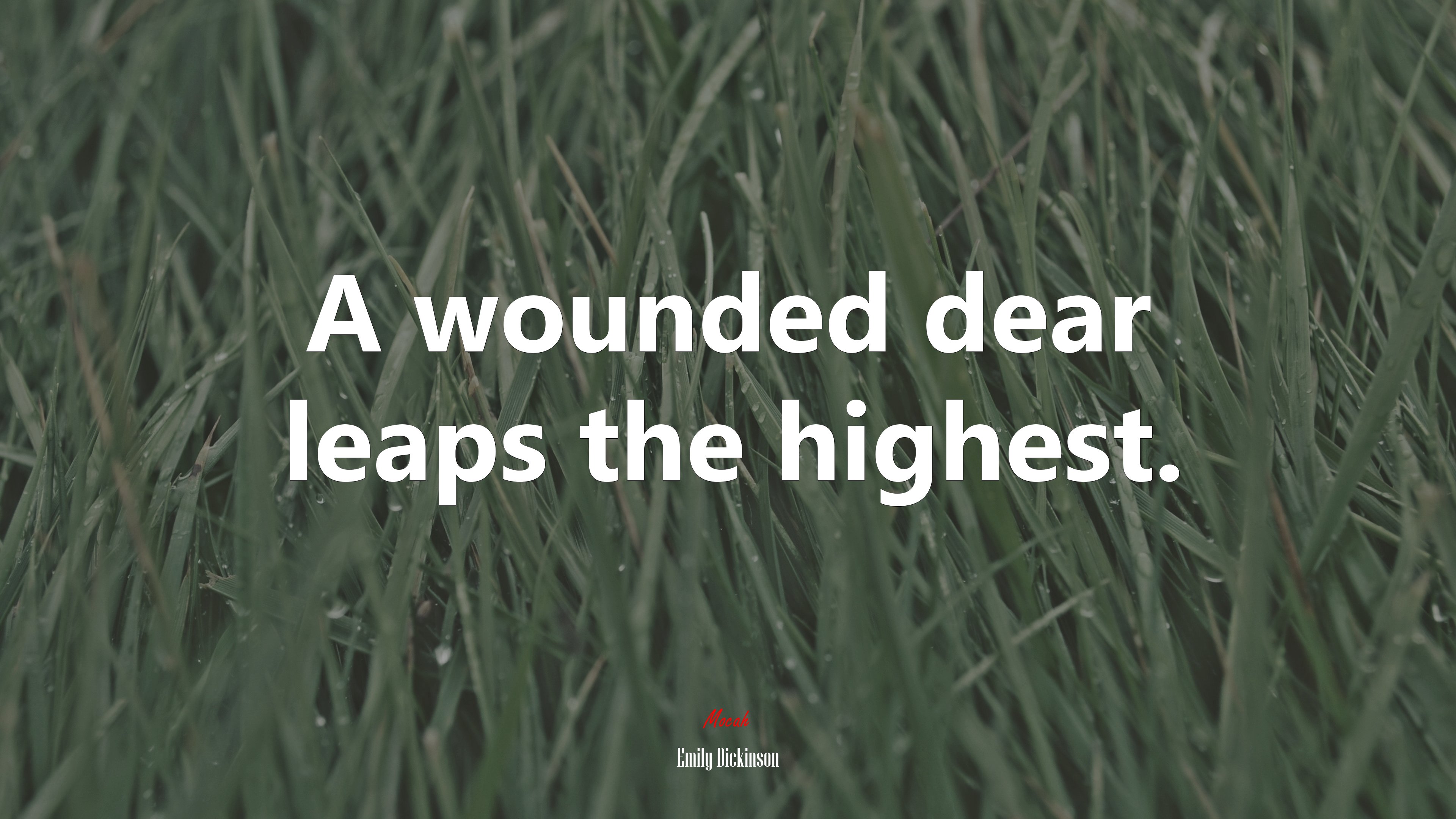 A wounded dear leaps the highest. | Emily Dickinson quote HD Wallpaper