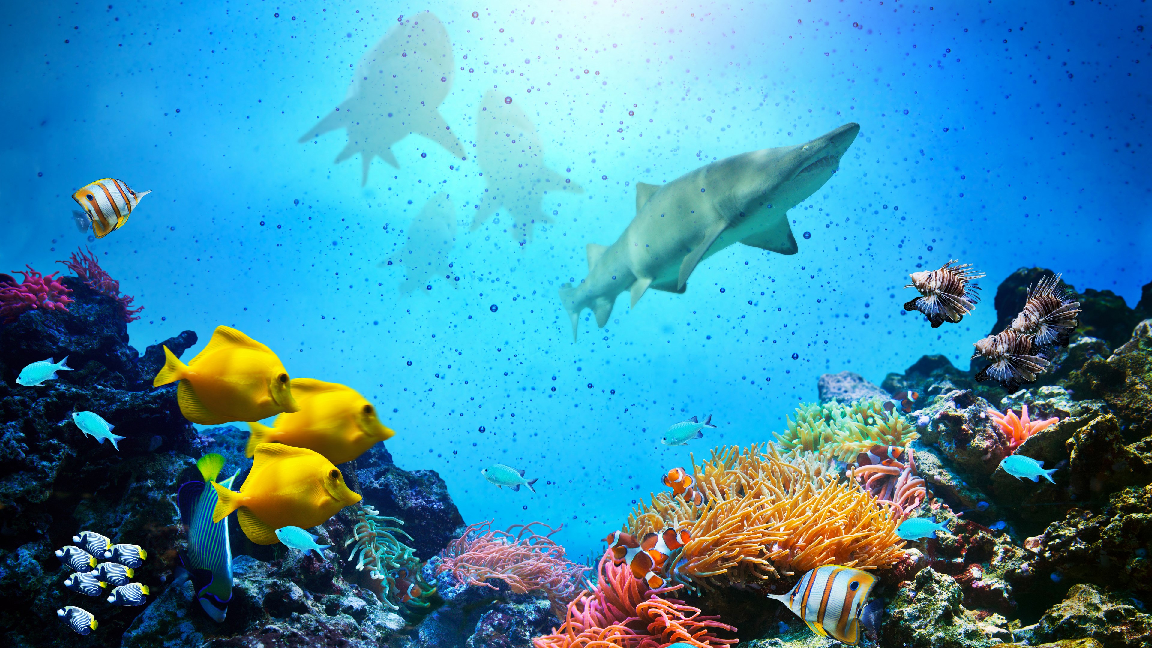 Sharks and fish swim in a coral reef HD Wallpaper