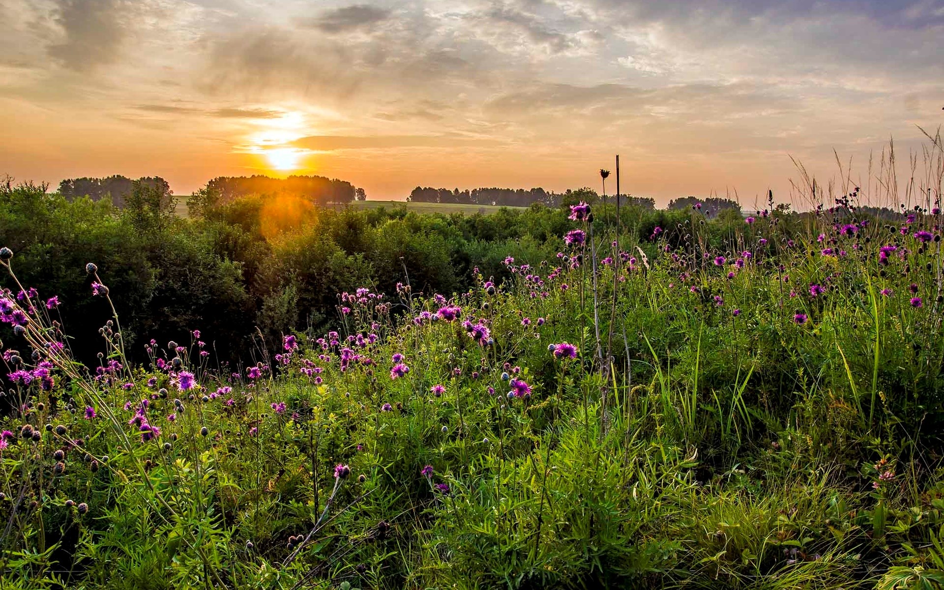 Field of purple flowers at sunset HD Wallpaper
