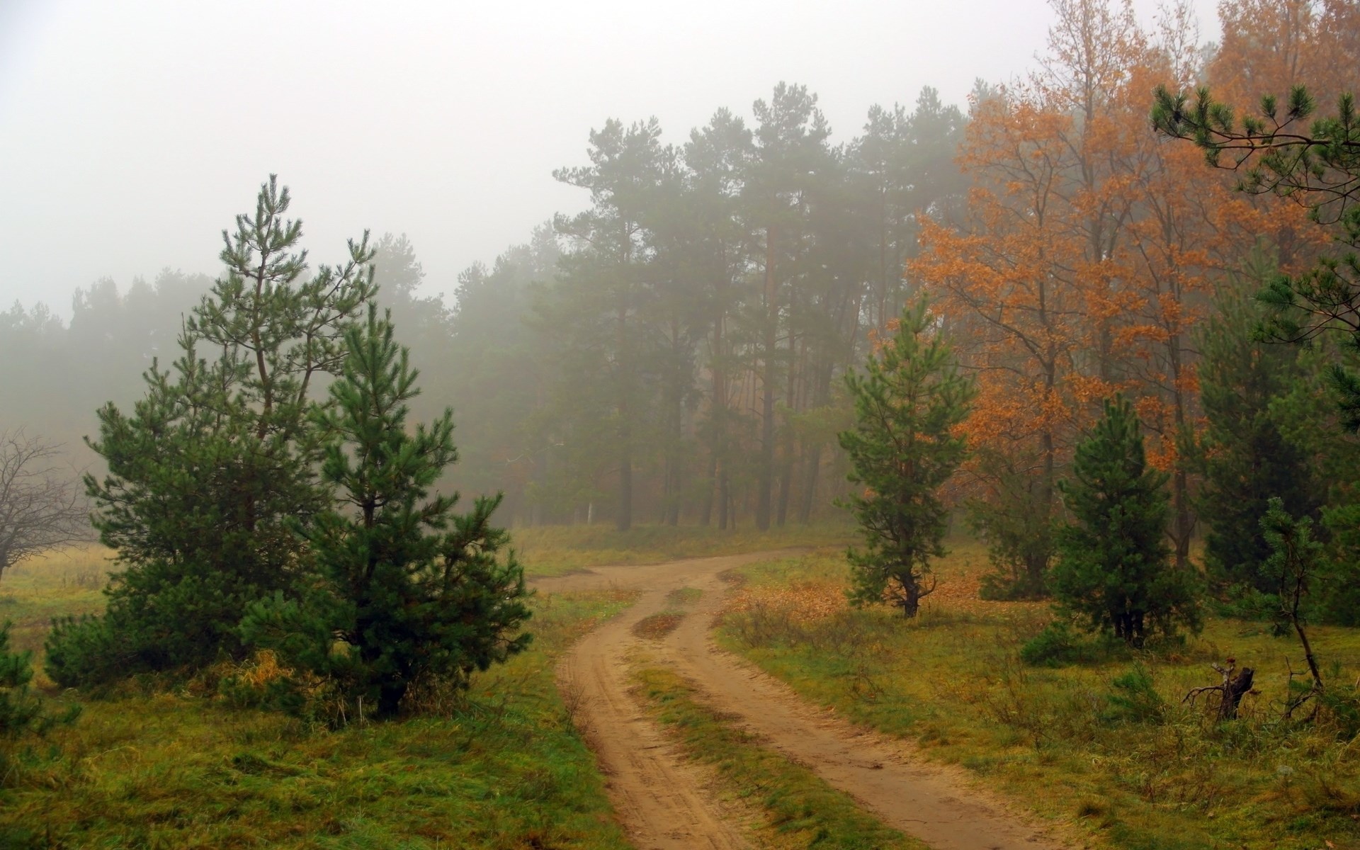 Dirt road through a foggy forest in autumn HD Wallpaper