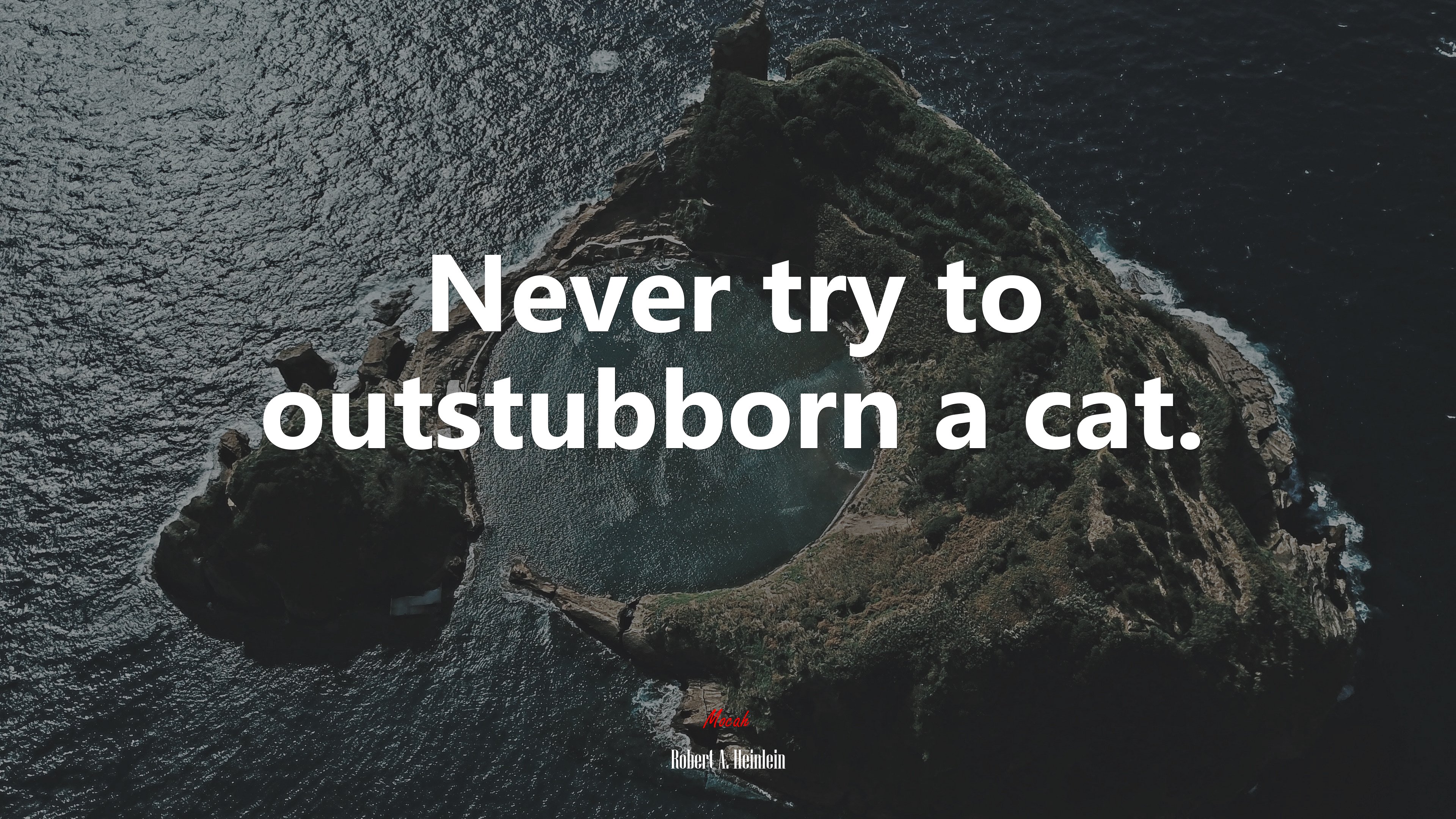 Never try to outstubborn a cat. | Robert A. Heinlein quote HD Wallpaper