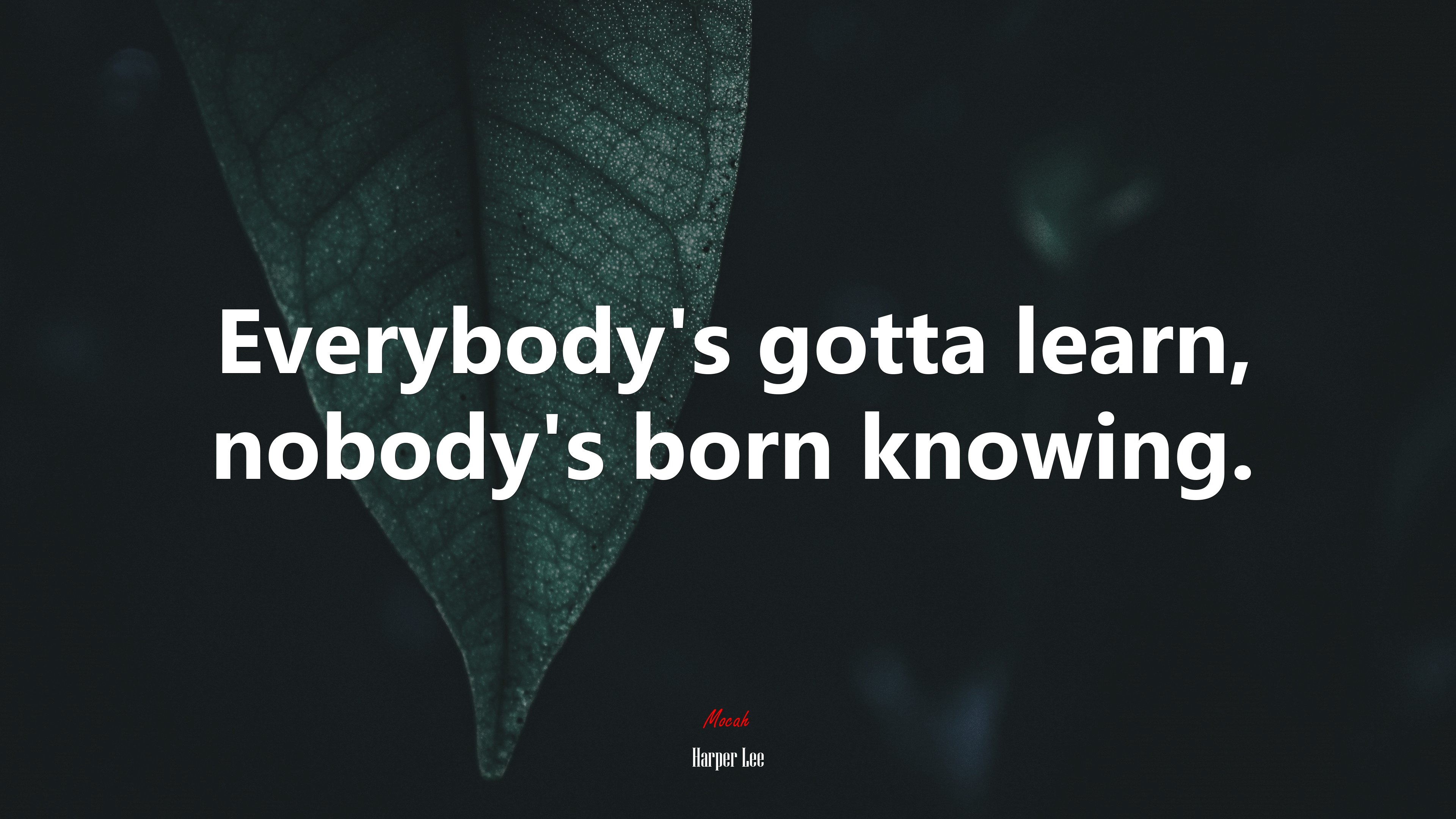 Everybody’s gotta learn, nobody’s born knowing. | Harper Lee quote HD Wallpaper