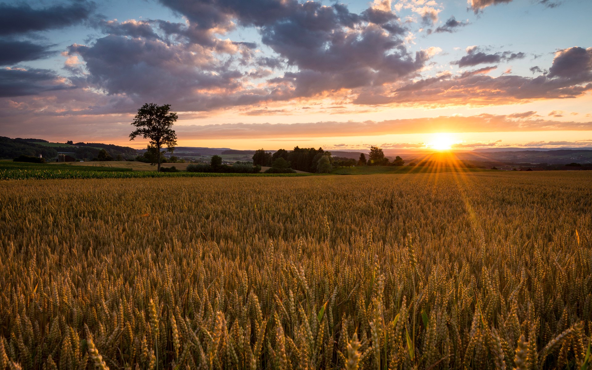 Wheat field at sunset with a lone tree HD Wallpaper