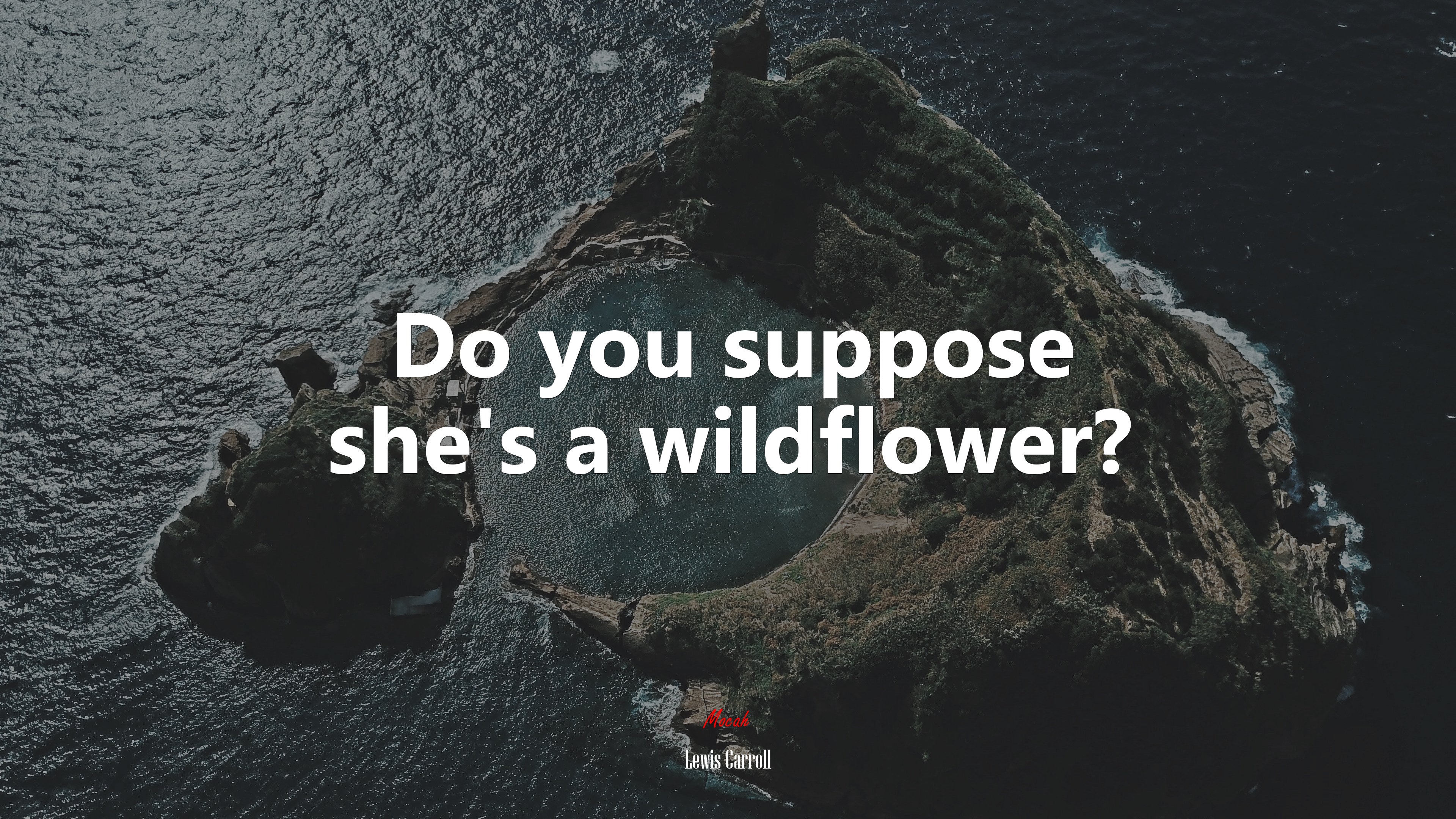 Do you suppose she’s a wildflower? | Lewis Carroll quote HD Wallpaper