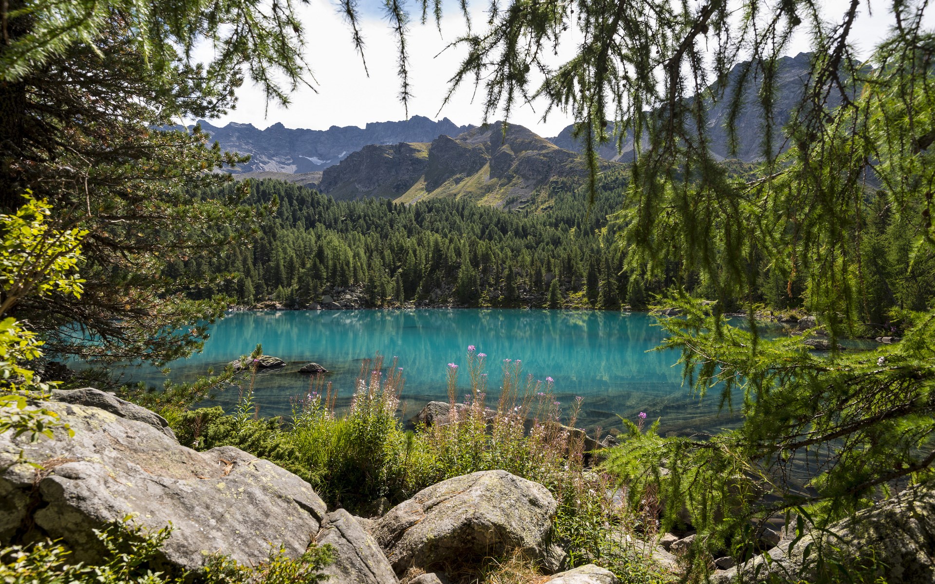 Turquoise mountain lake surrounded by pine forest and rocks HD Wallpaper