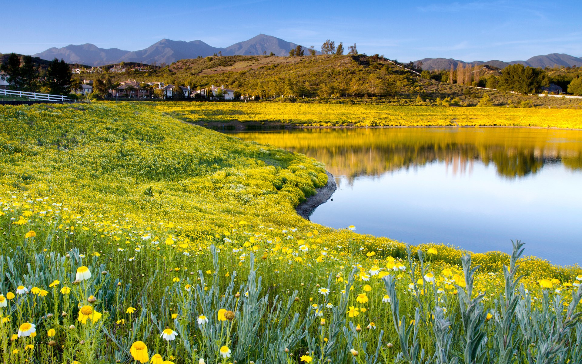 Lake with yellow wildflowers and distant mountains HD Wallpaper
