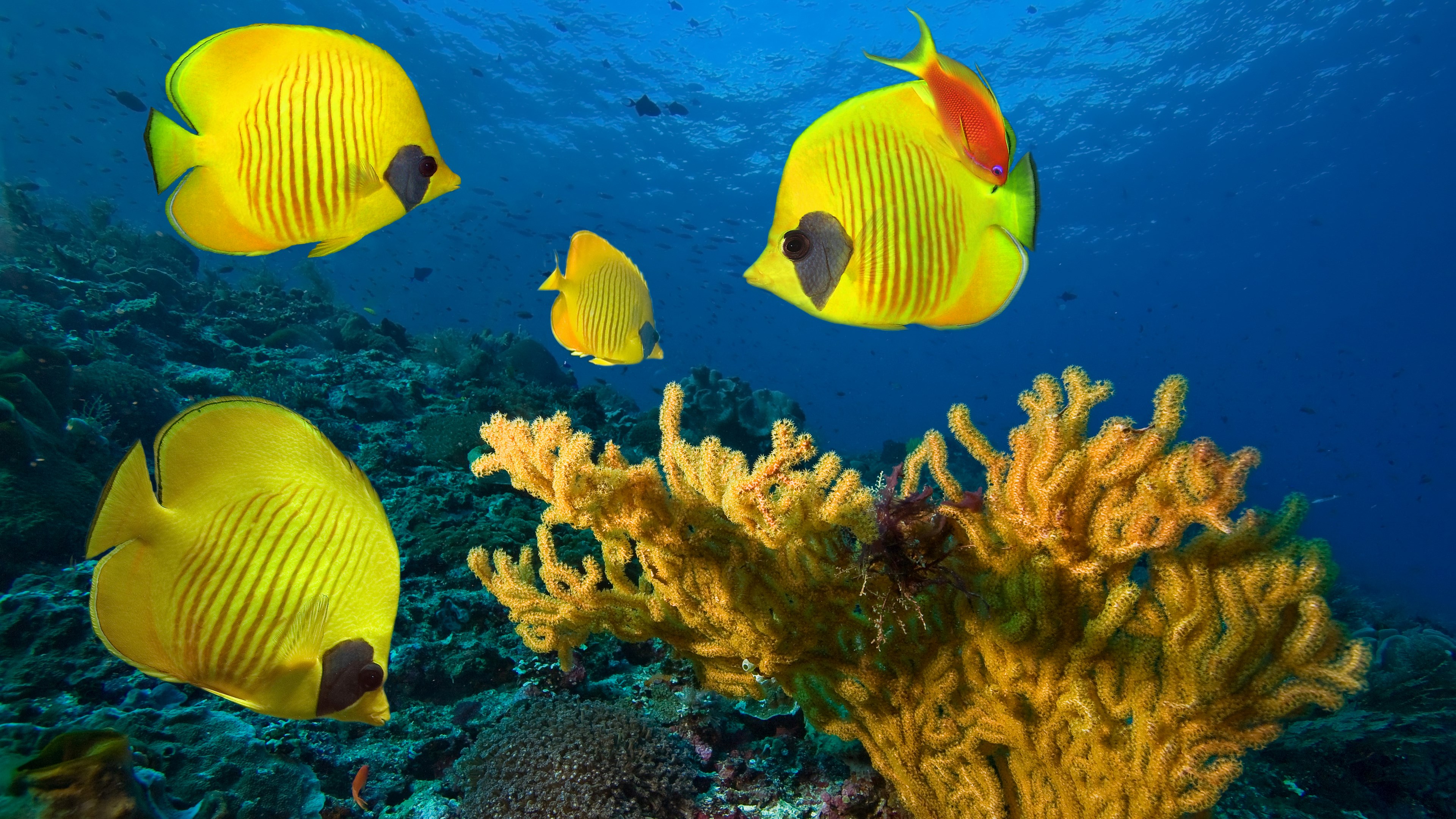Yellow butterflyfish swim near coral reef HD Wallpaper
