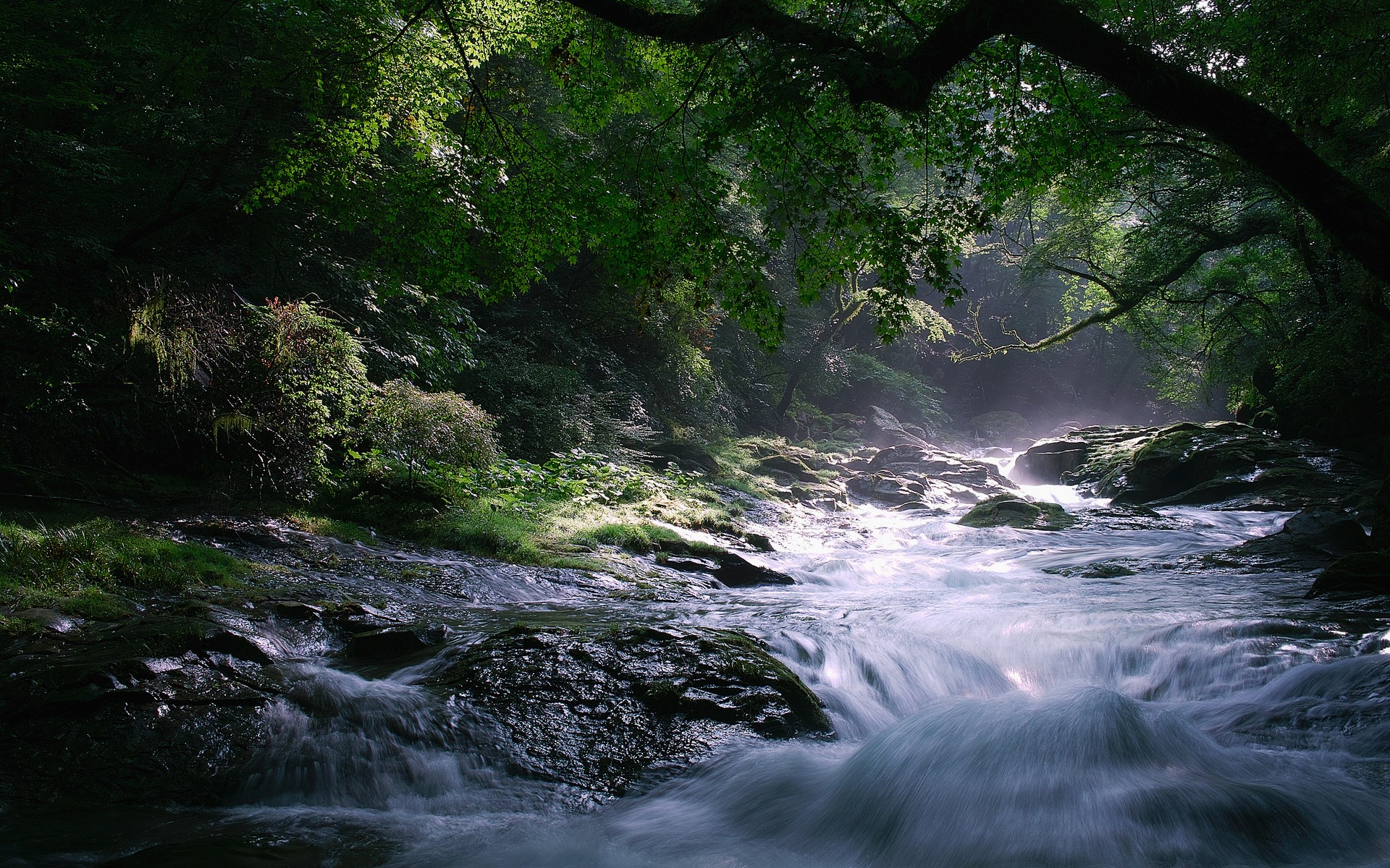 A forest stream with sunlight filtering through trees HD Wallpaper