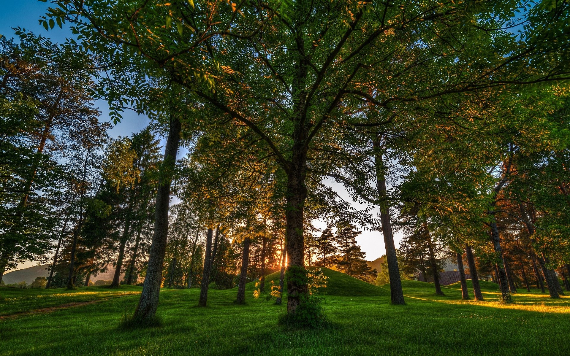 Sunlight filtering through trees in a forest HD Wallpaper