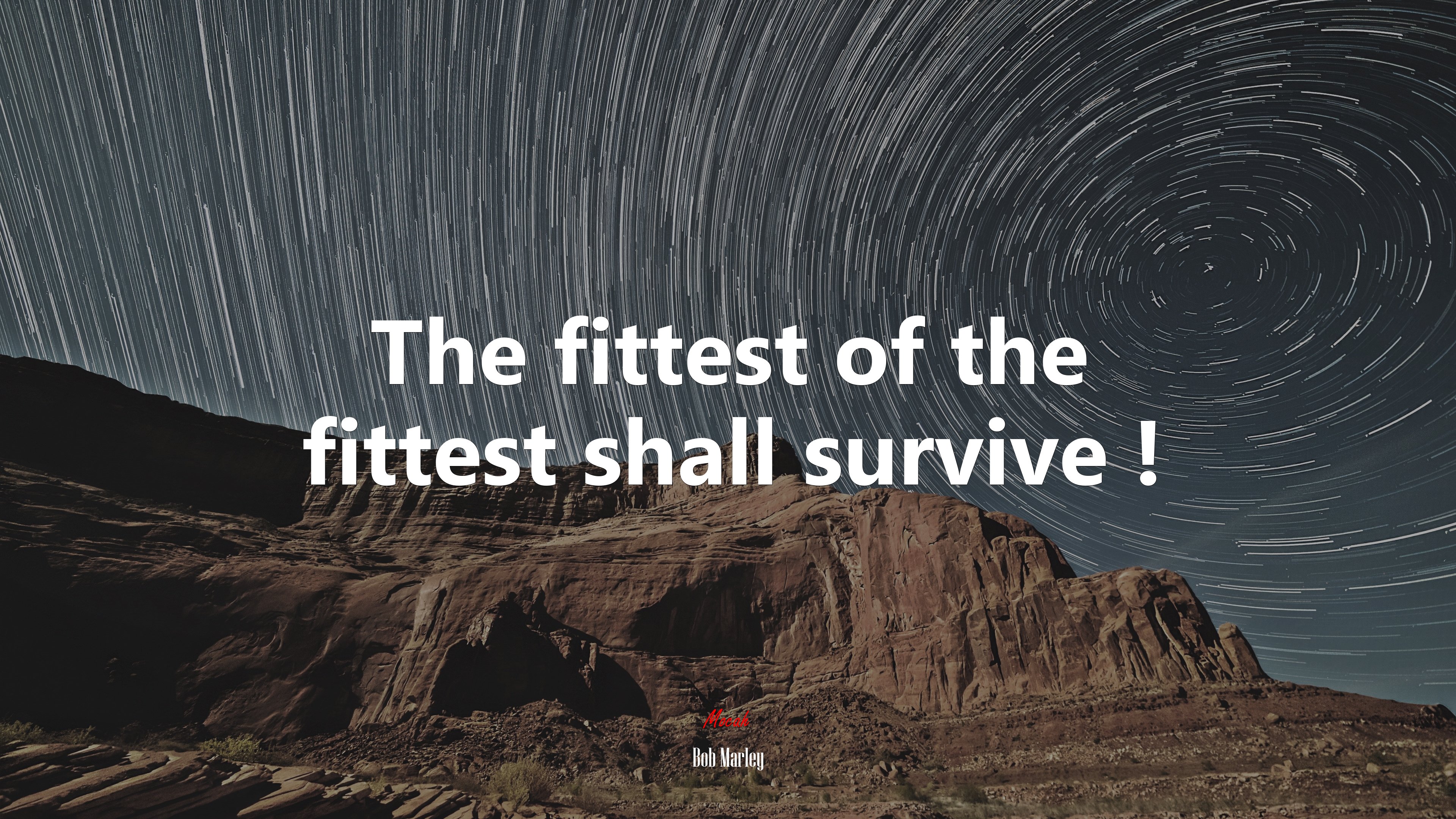The fittest of the fittest shall survive ! | Bob Marley quote HD Wallpaper