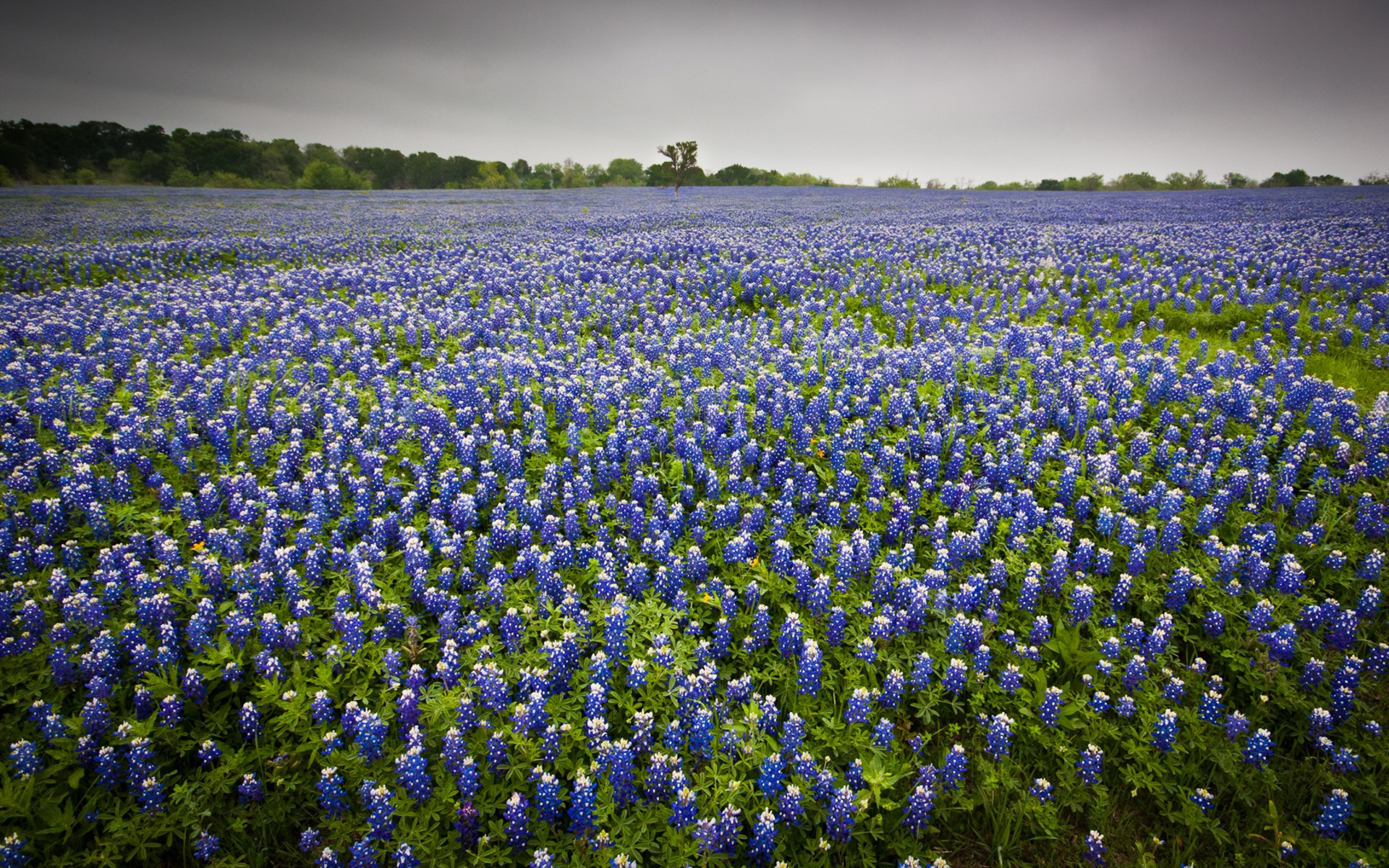 Field of bluebonnets under a cloudy sky HD Wallpaper