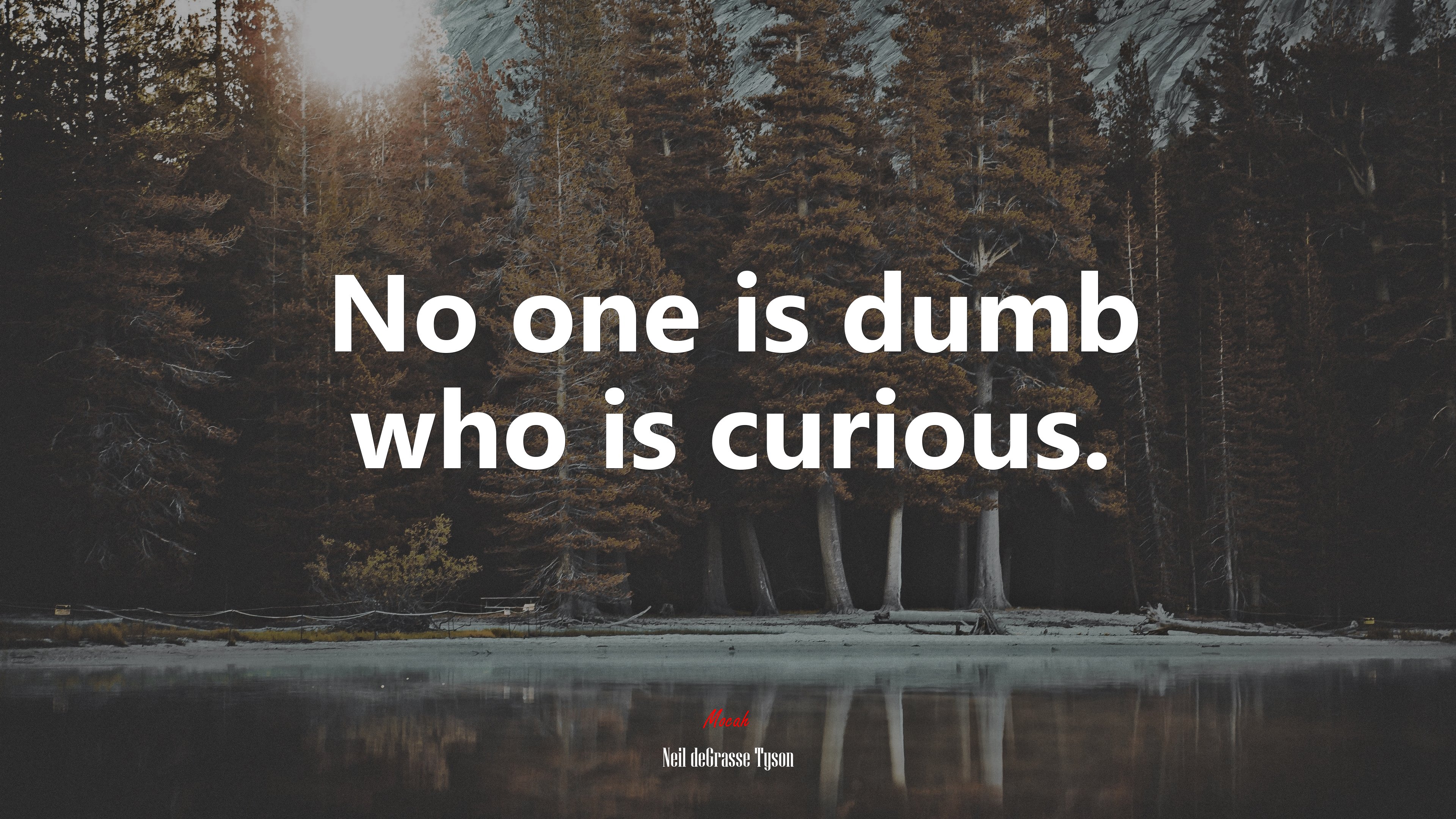 No one is dumb who is curious. | Neil deGrasse Tyson quote HD Wallpaper