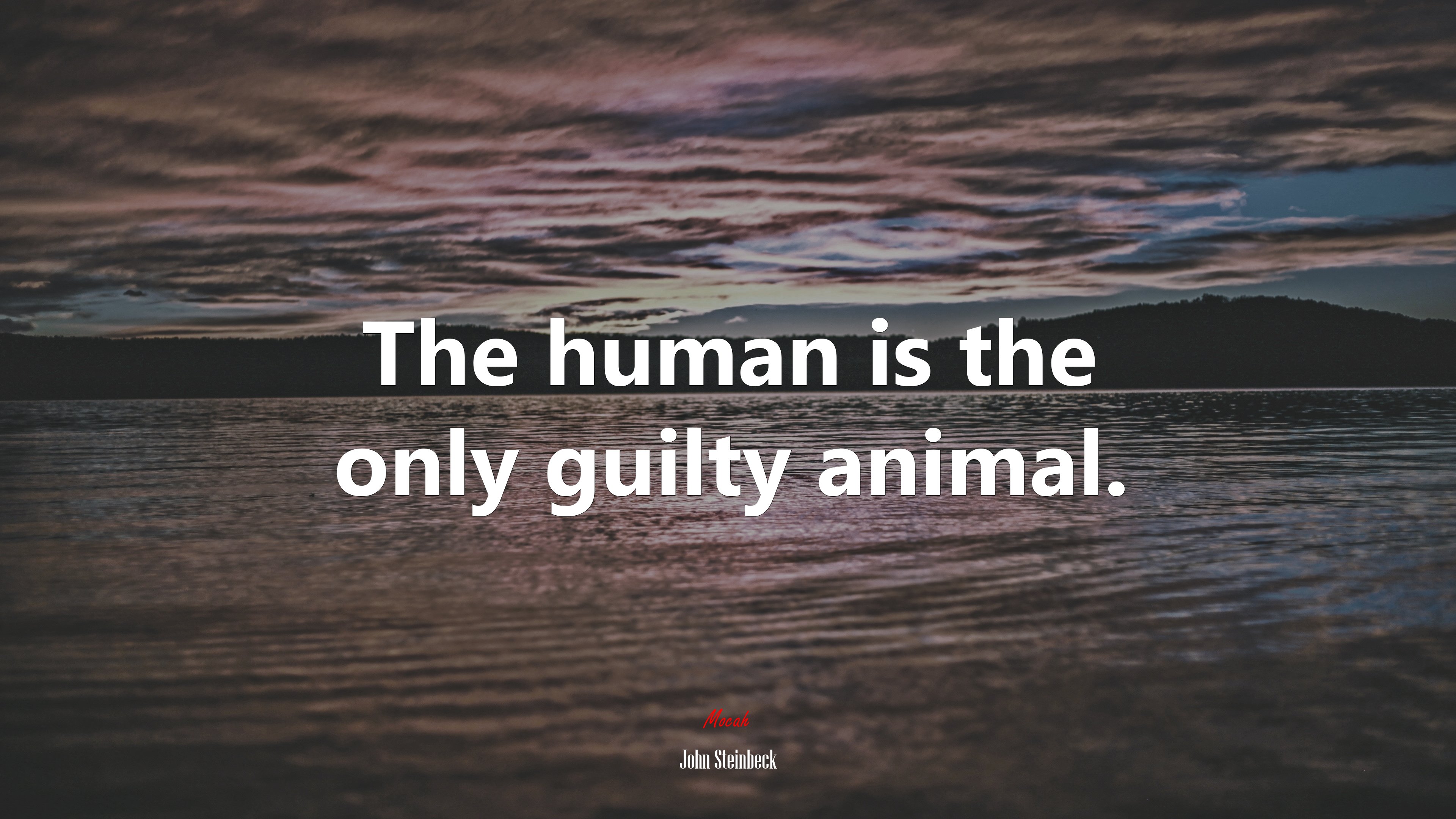 The human is the only guilty animal. | John Steinbeck quote HD Wallpaper