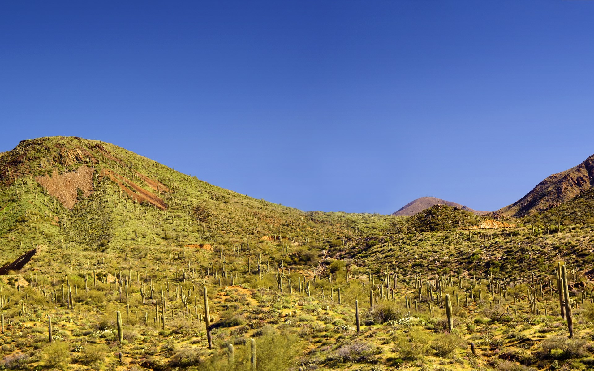 Desert landscape with saguaro cacti and mountains HD Wallpaper