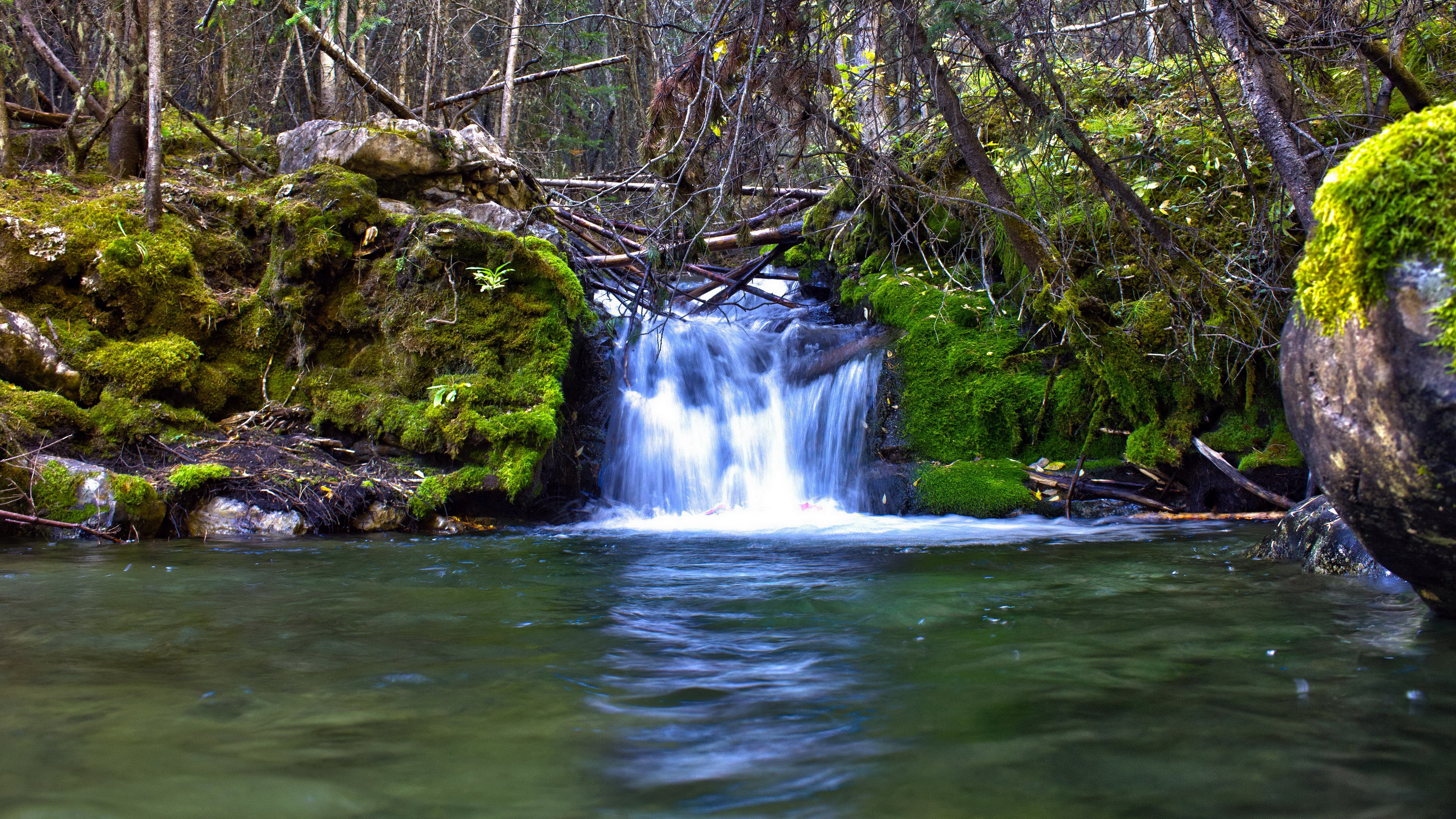 Small waterfall in a mossy forest stream HD Wallpaper