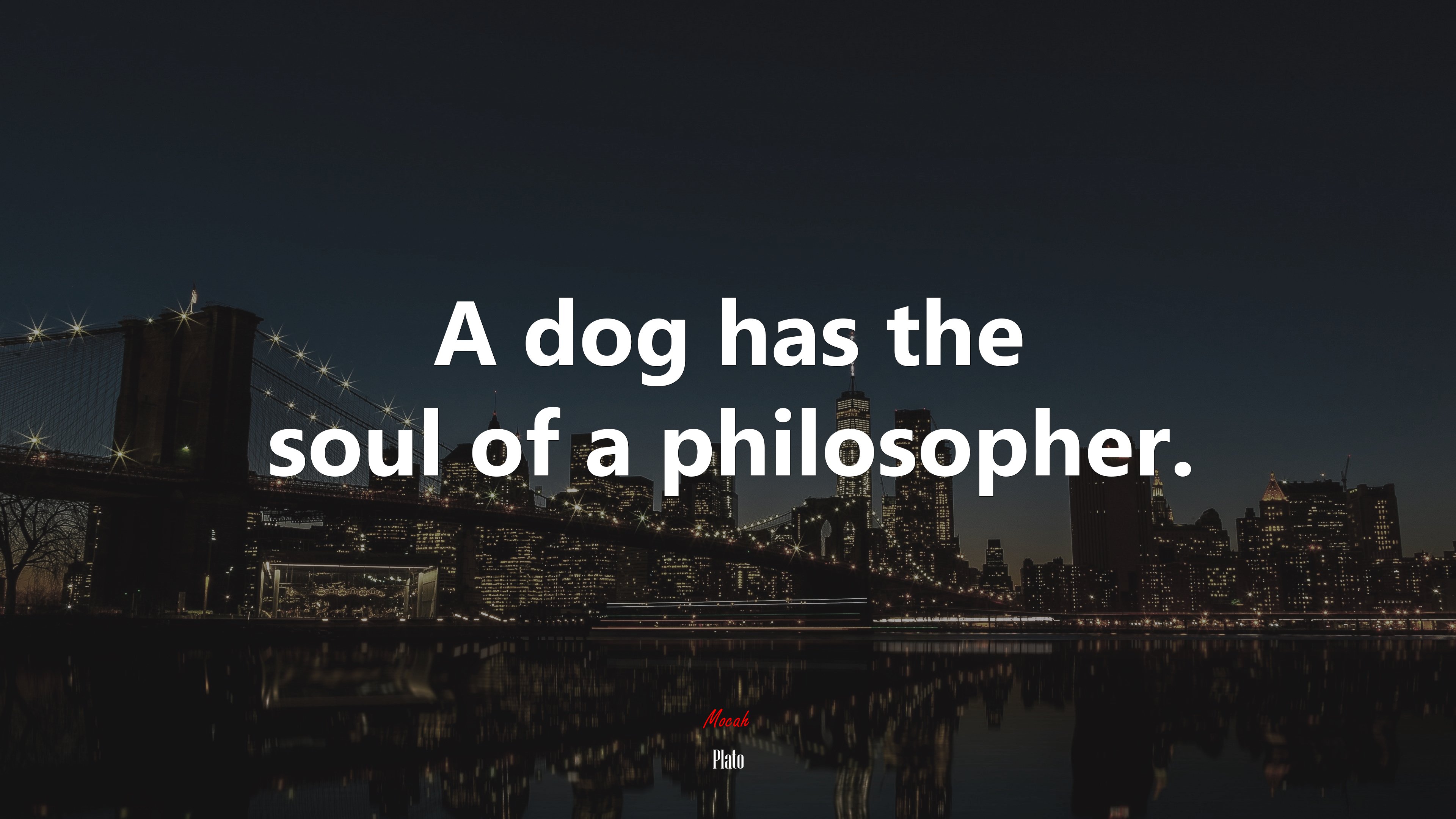 A dog has the soul of a philosopher. | Plato quote HD Wallpaper