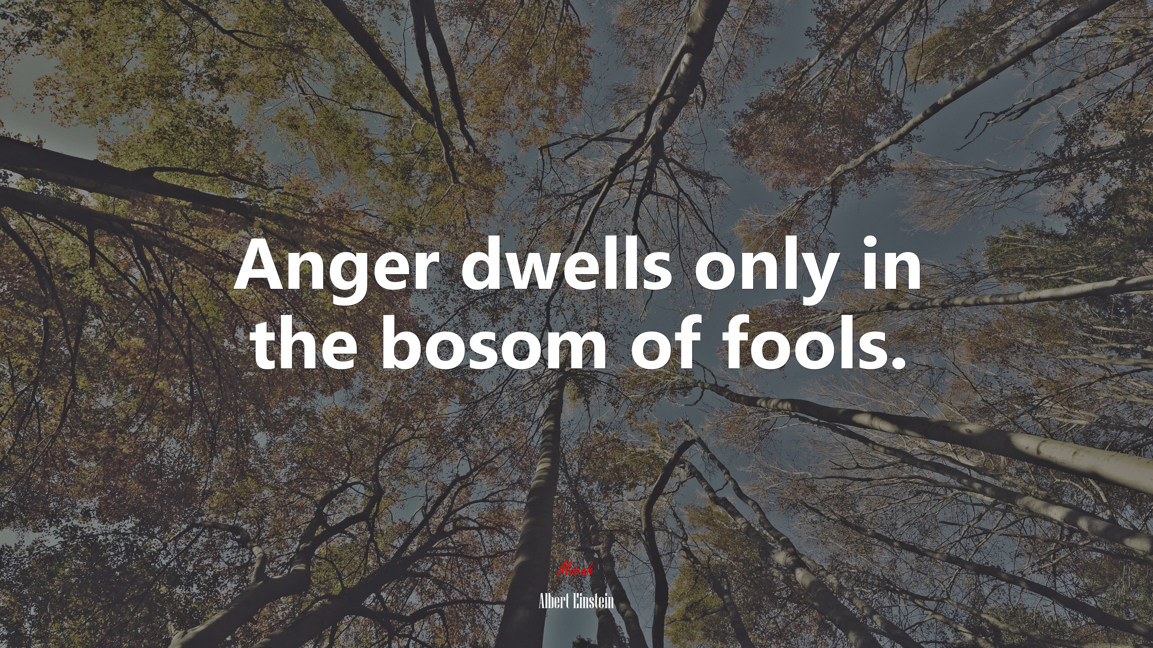 Anger dwells only in the bosom of fools. | Albert Einstein quote HD Wallpaper