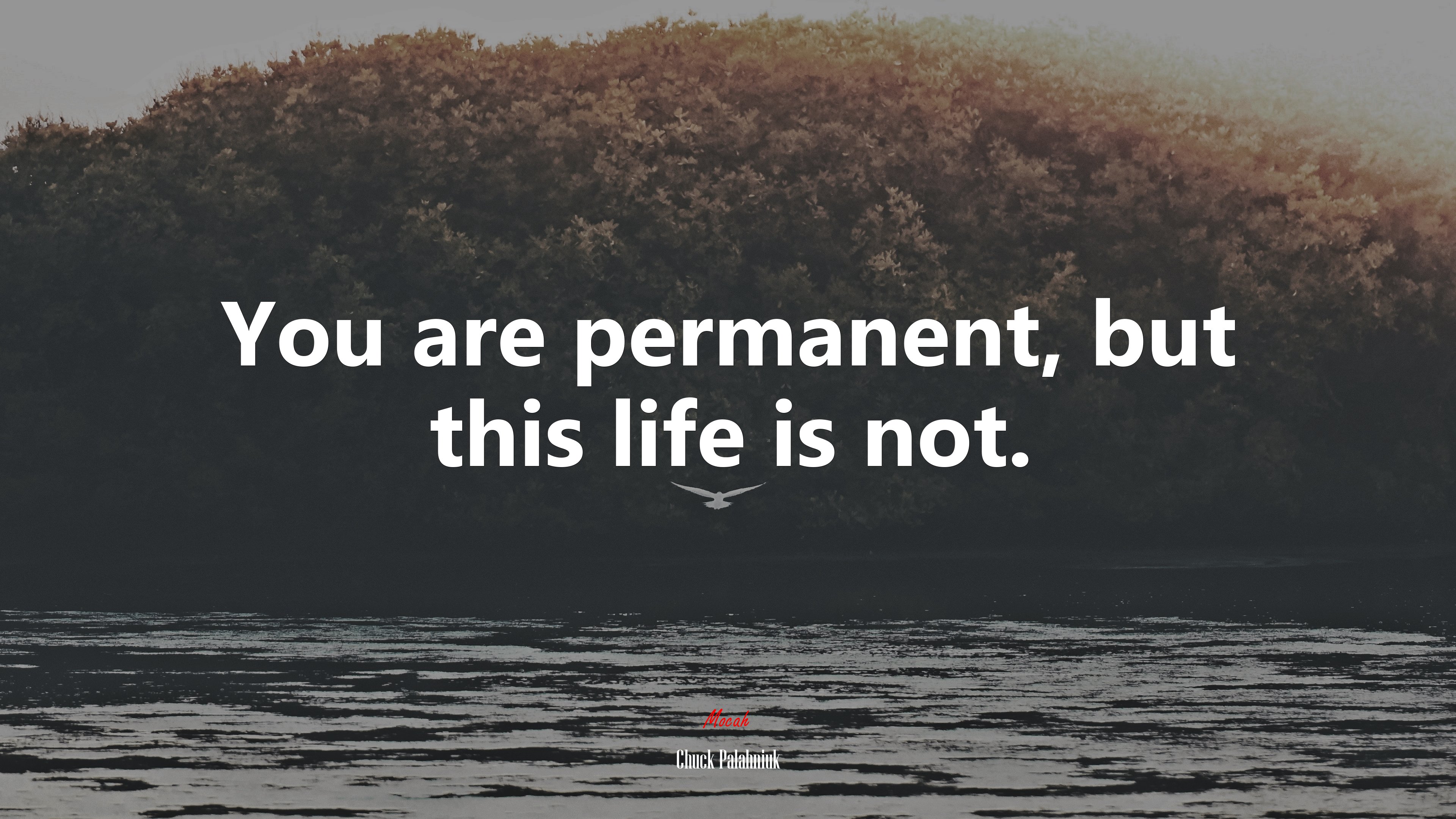 You are permanent, but this life is not. | Chuck Palahniuk quote HD Wallpaper