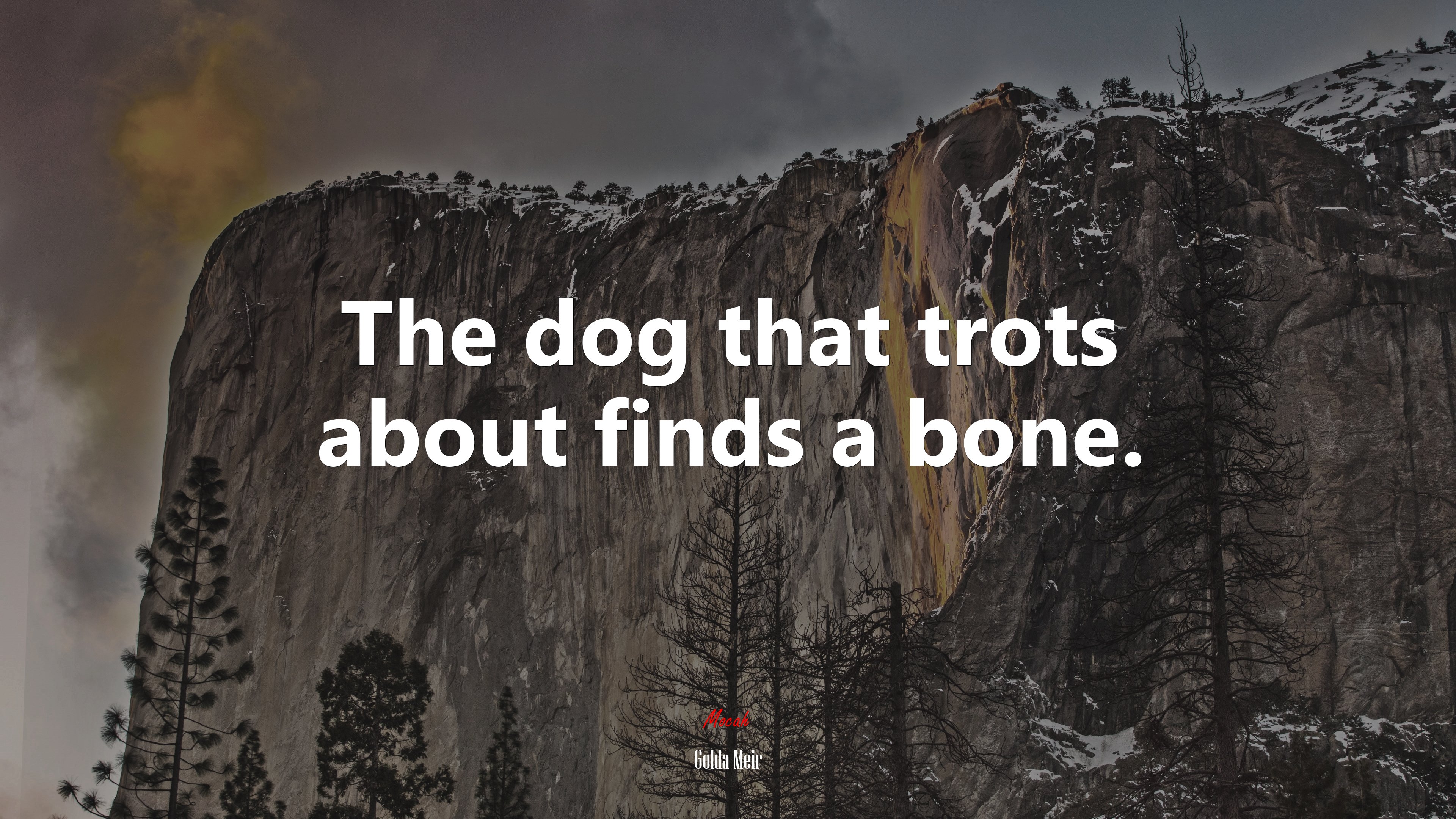 The dog that trots about finds a bone. | Golda Meir quote HD Wallpaper