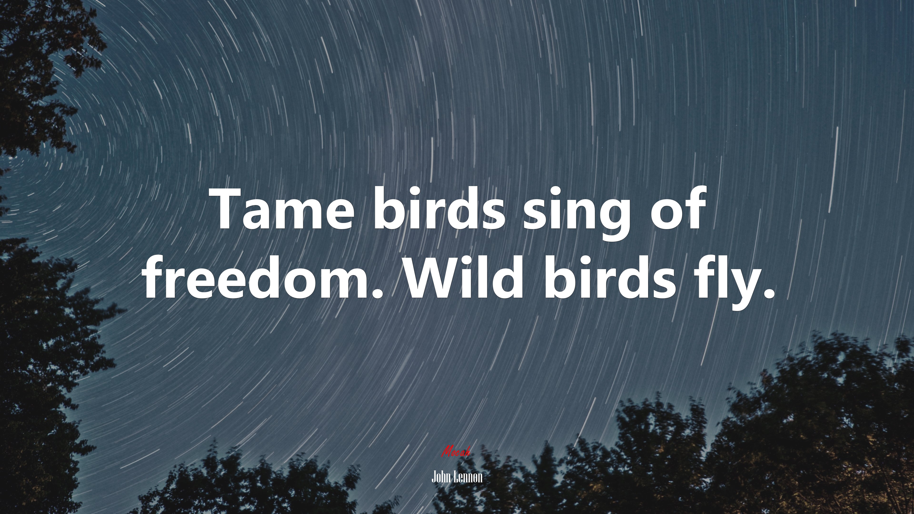 Tame birds sing of freedom. Wild birds fly. | John Lennon quote HD Wallpaper