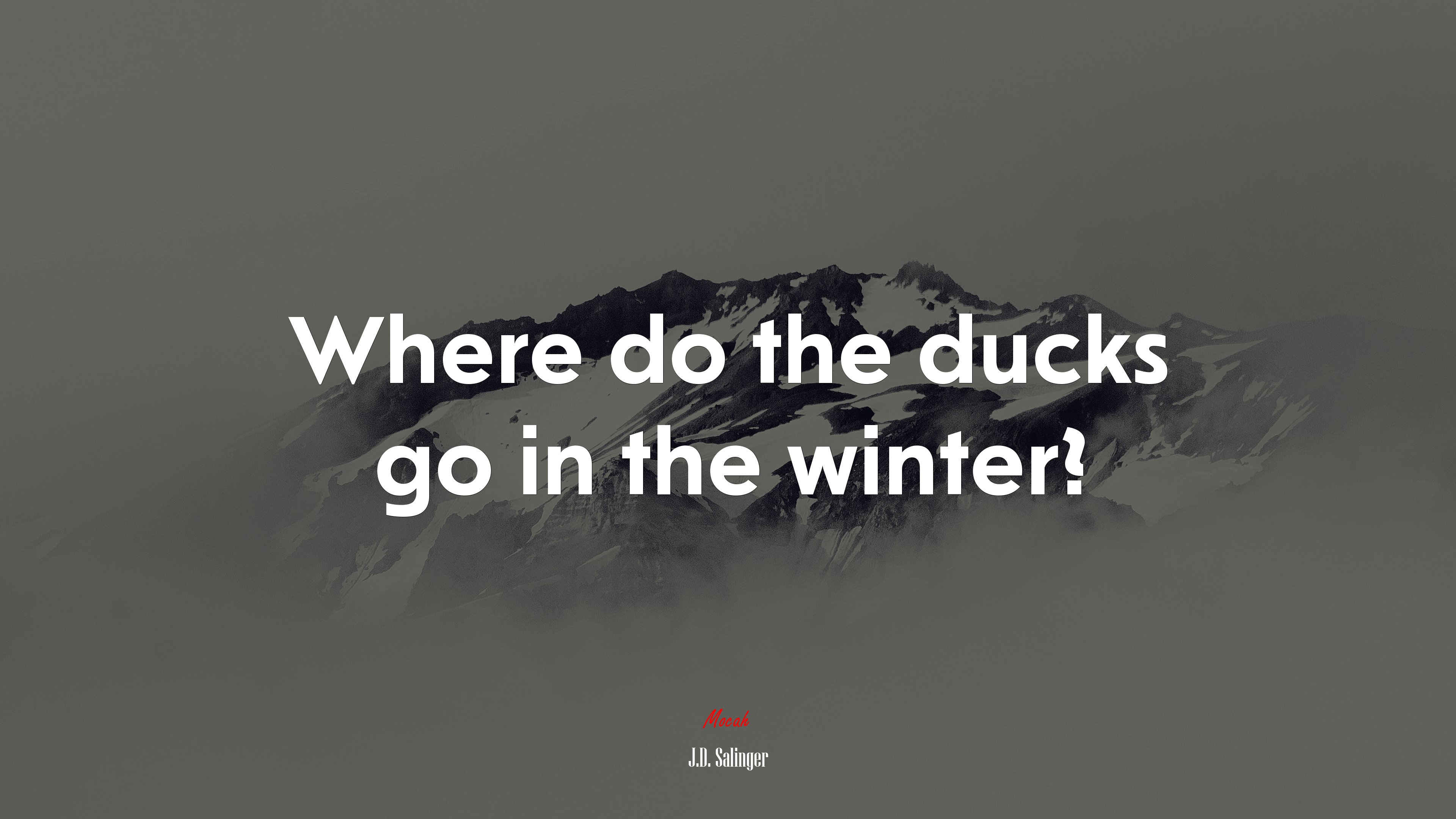 Where do the ducks go in the winter? | J.D. Salinger quote HD Wallpaper