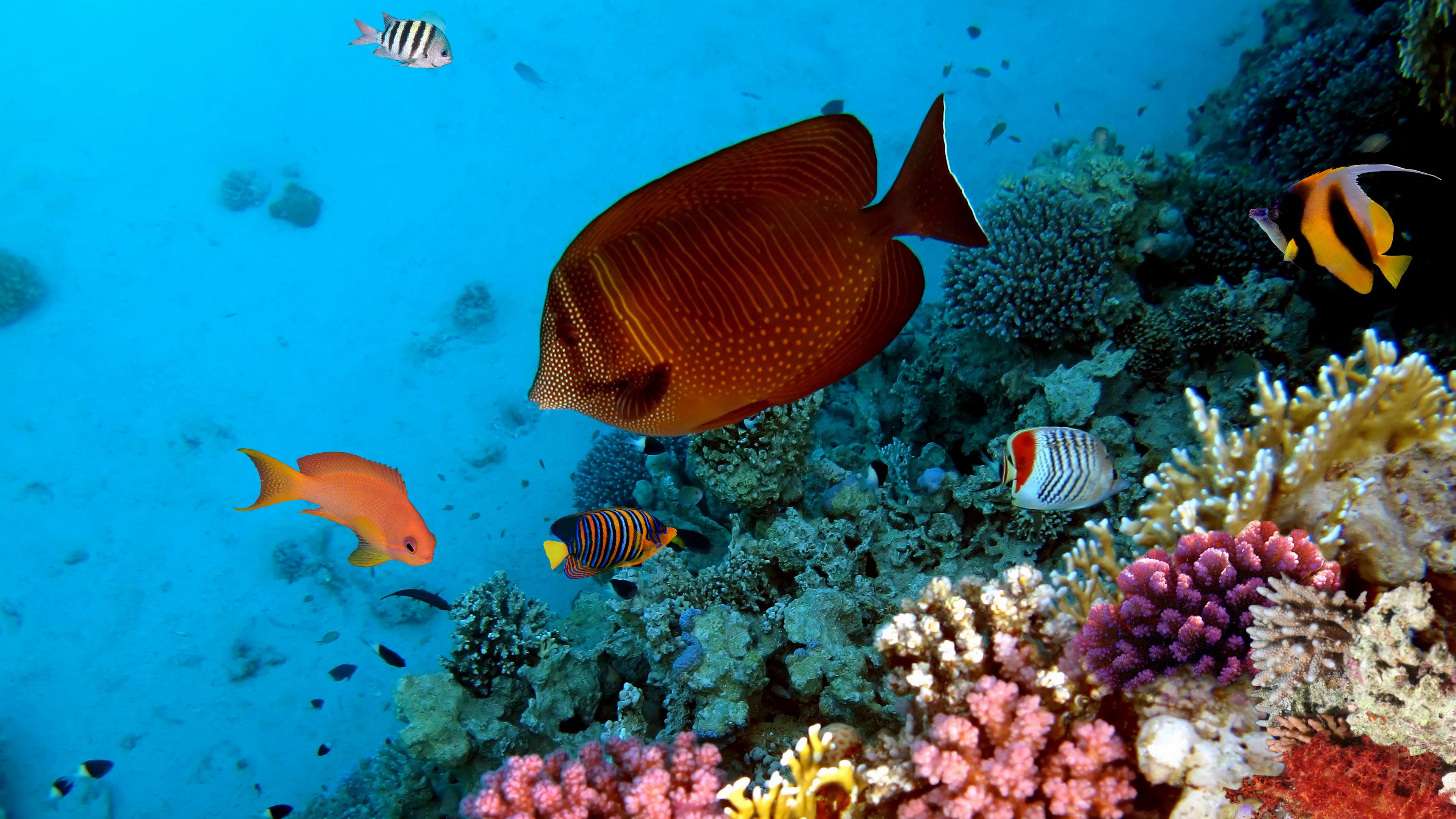 Coral reef with various colorful fish HD Wallpaper