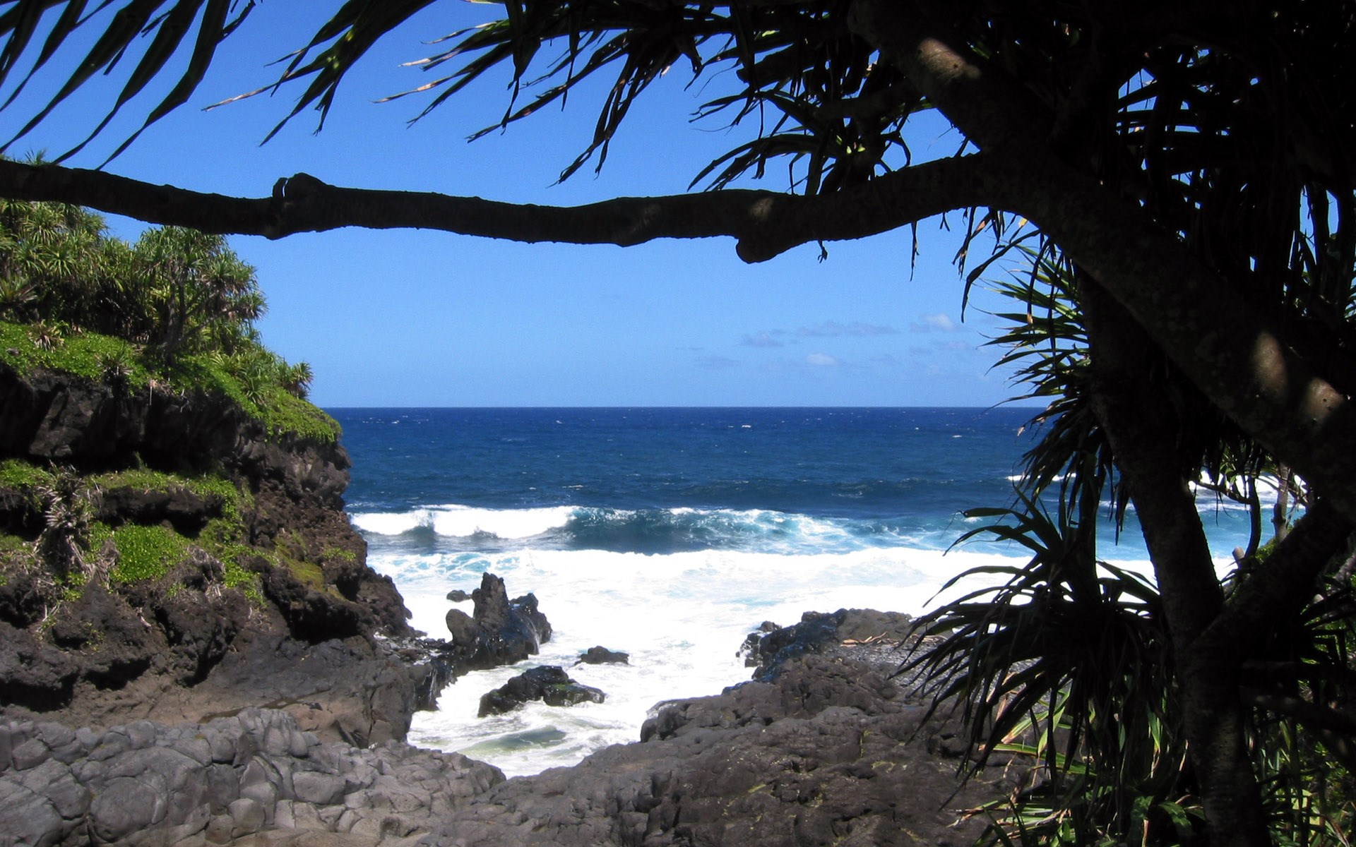 Ocean waves crash on rocky shore with palm trees HD Wallpaper