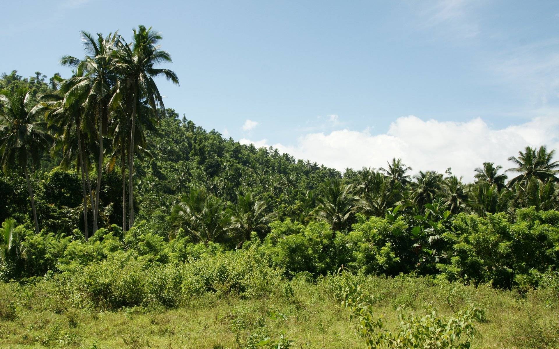 Tropical hillside with palm trees and vegetation HD Wallpaper