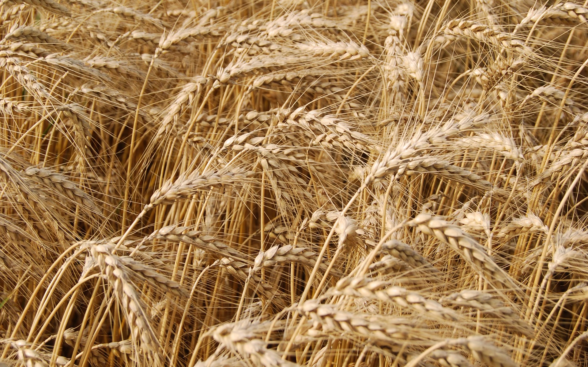 Close-up of ripe wheat stalks in a field HD Wallpaper