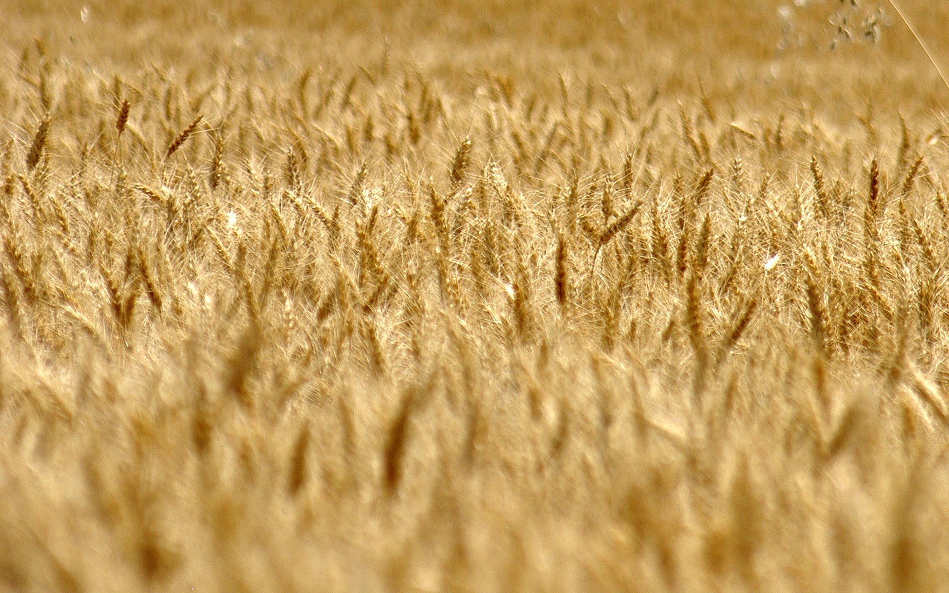 Field of golden wheat stalks HD Wallpaper