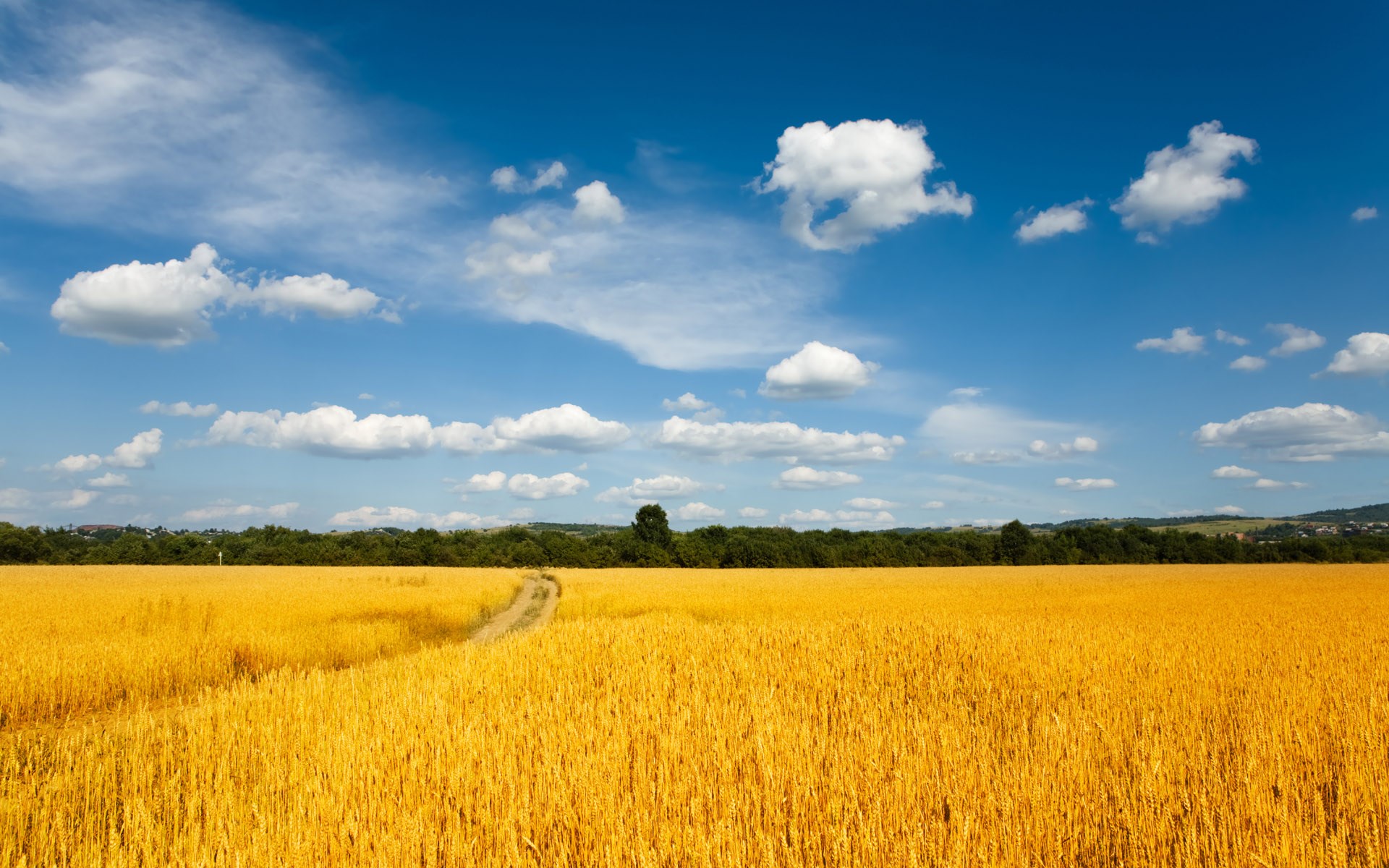 Golden wheat field under a blue sky with clouds HD Wallpaper