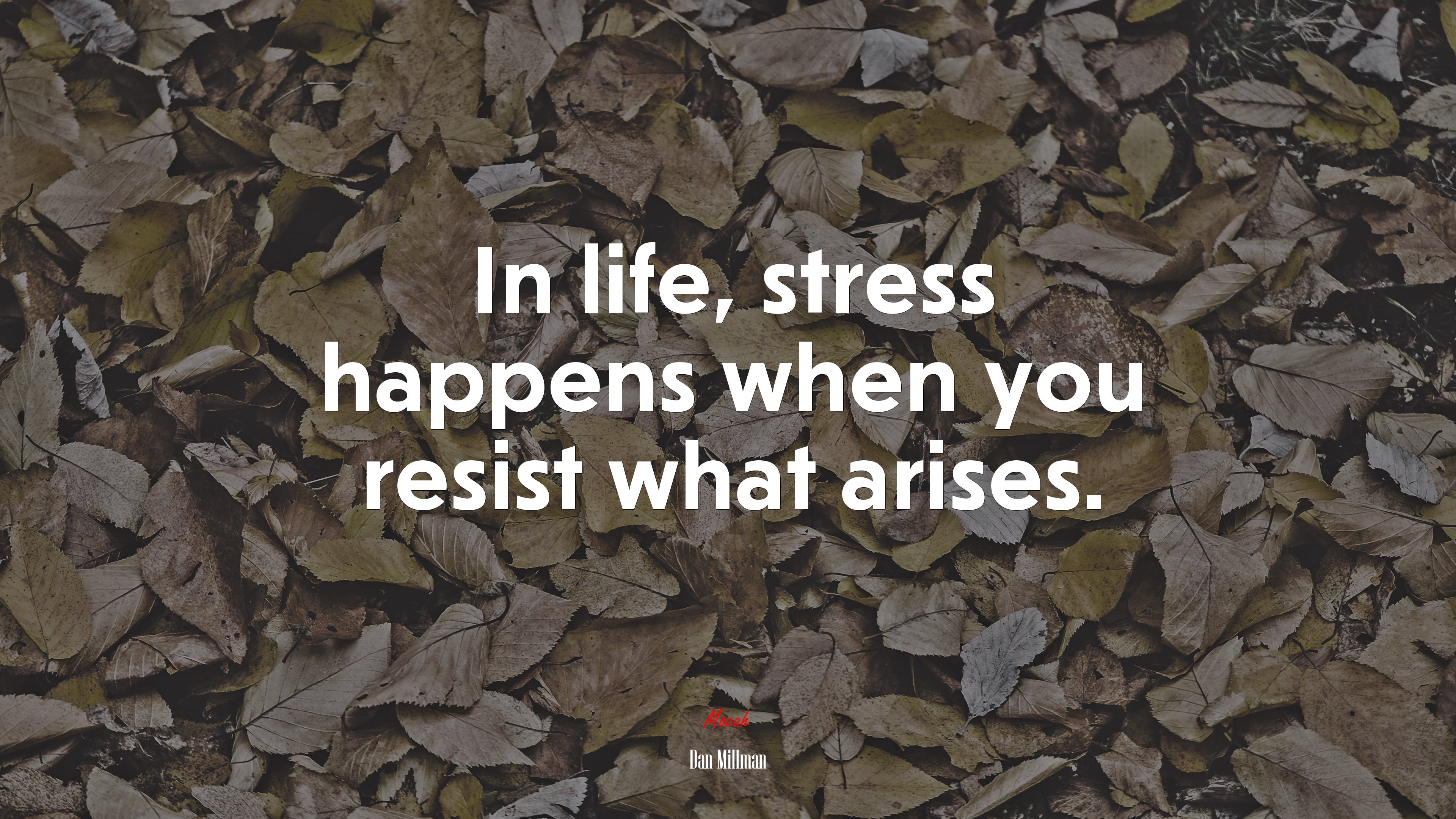 In life, stress happens when you resist what arises. | Dan Millman quote HD Wallpaper