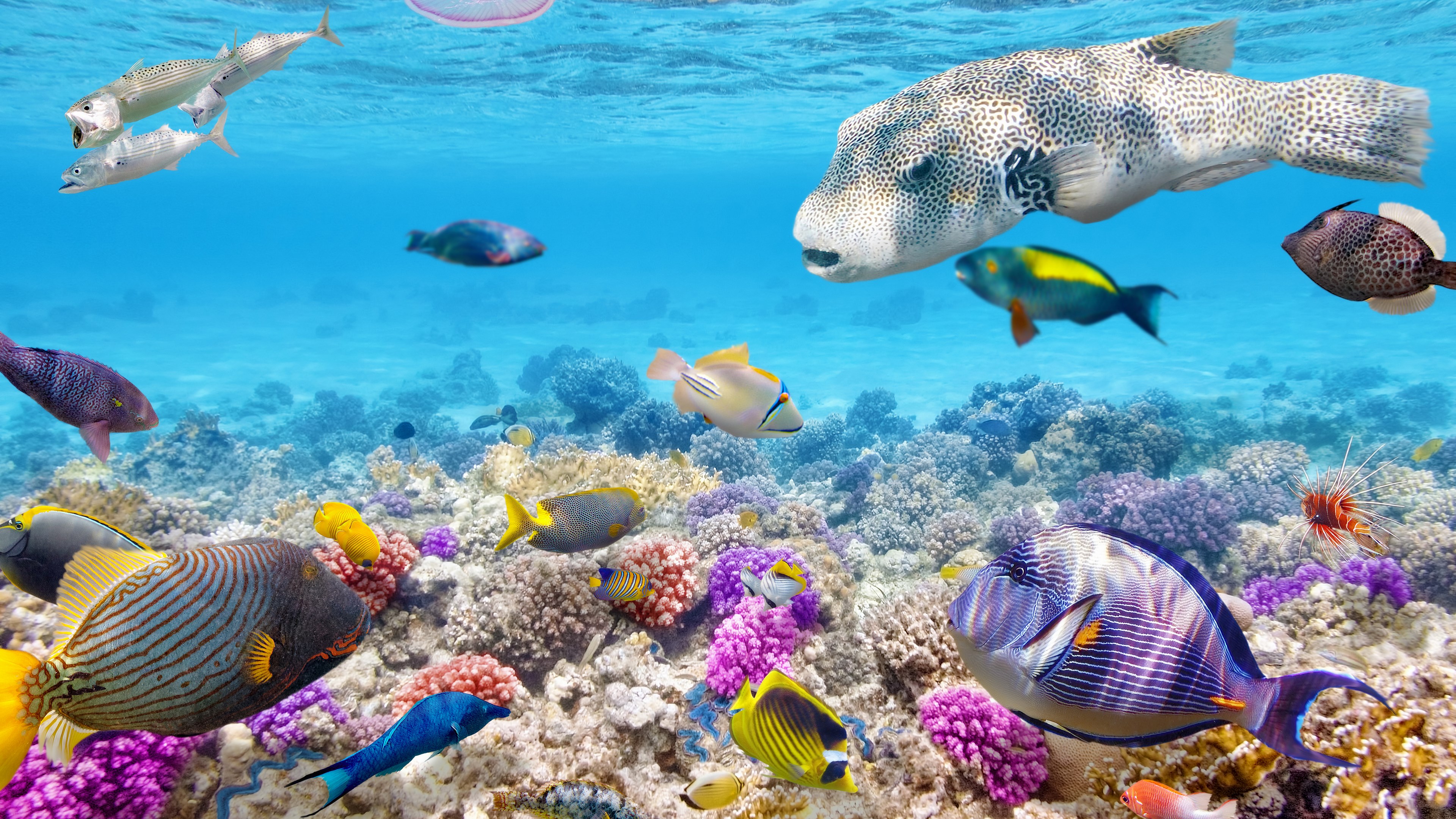 Underwater coral reef with various fish species HD Wallpaper